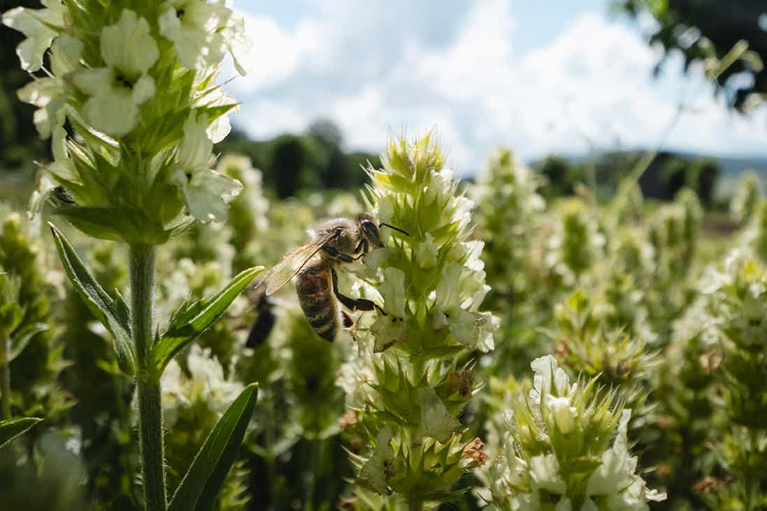 Herb Garden Nenzlingen