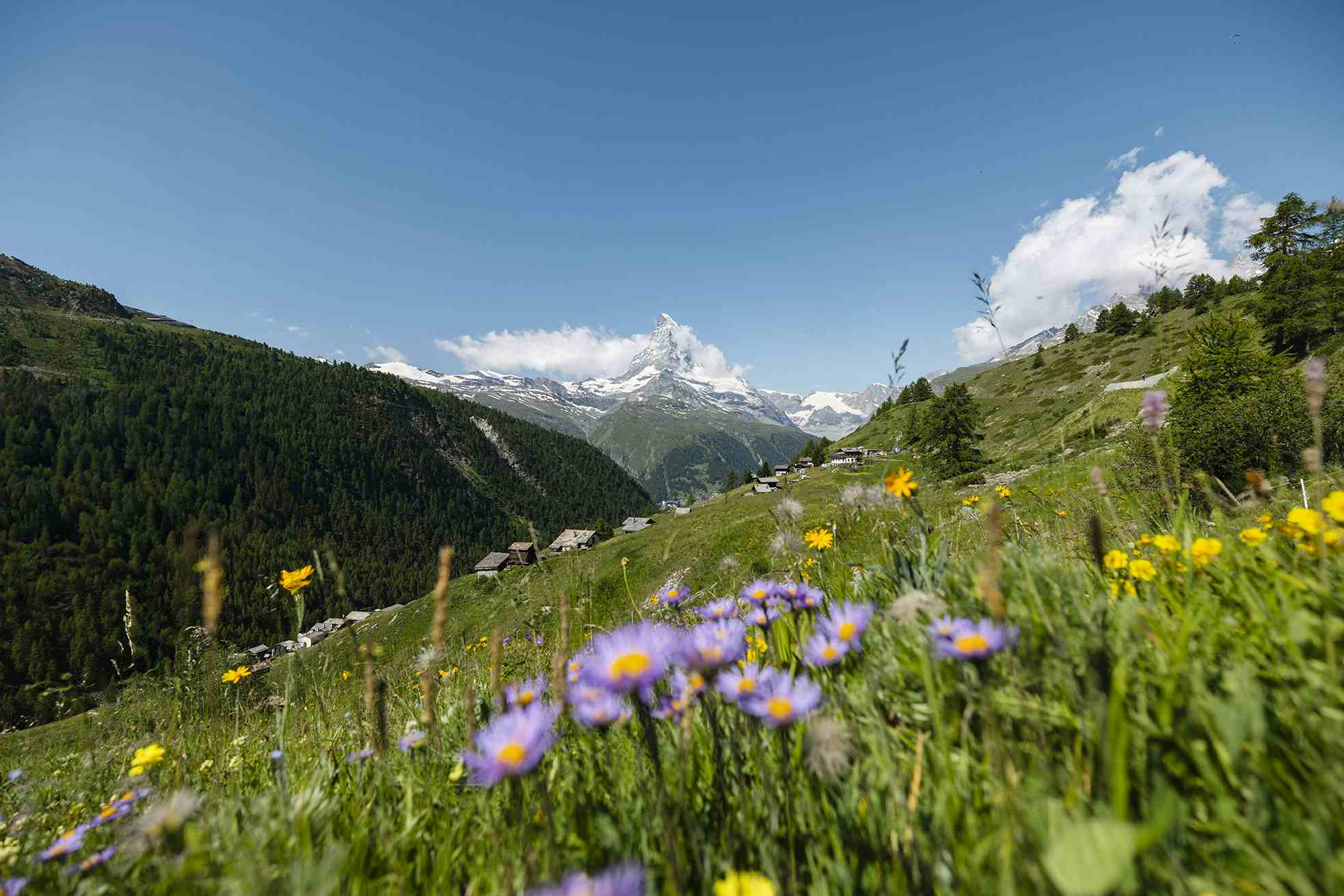 Kräutergarten Zermatt Sommer