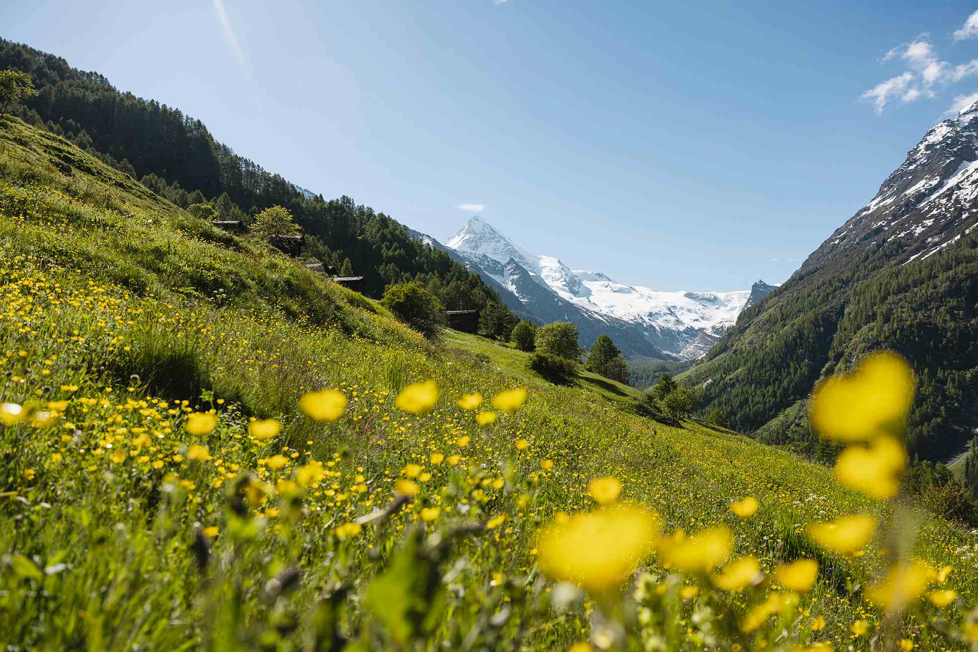 Jardin d'herbes aromatiques Zermatt Été