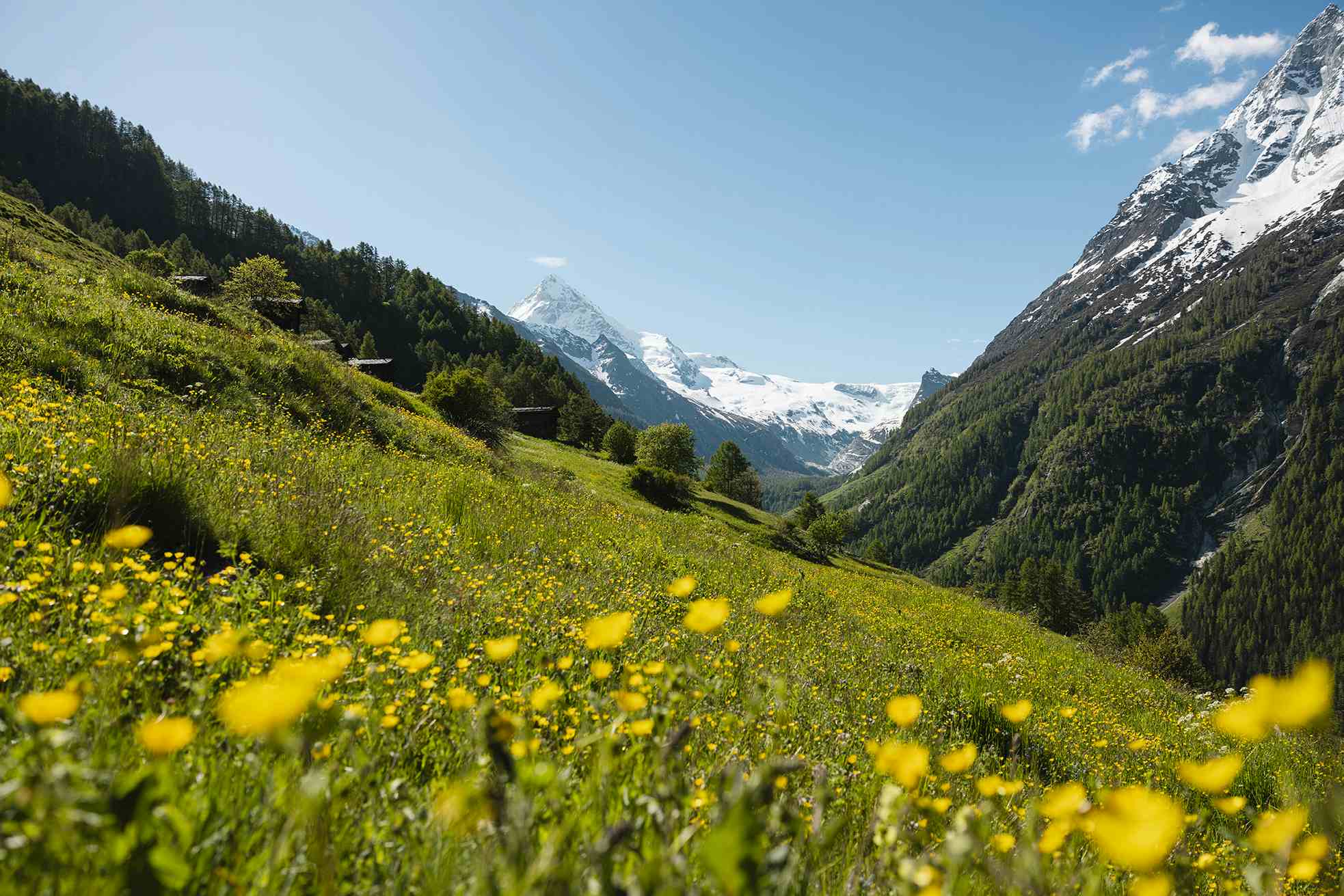 Kräutergarten Zermatt Sommer