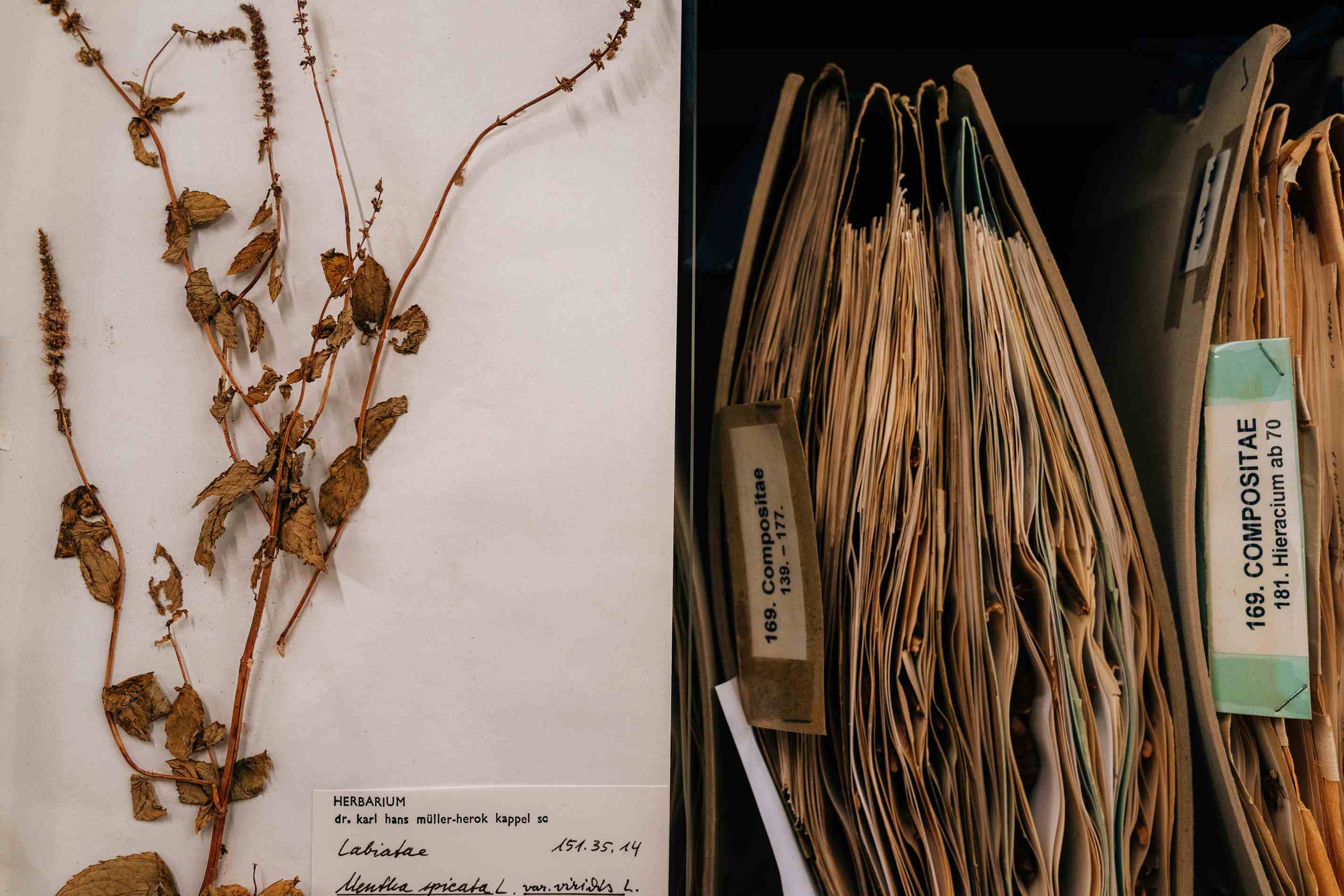 Kräuterzentrum Interieur