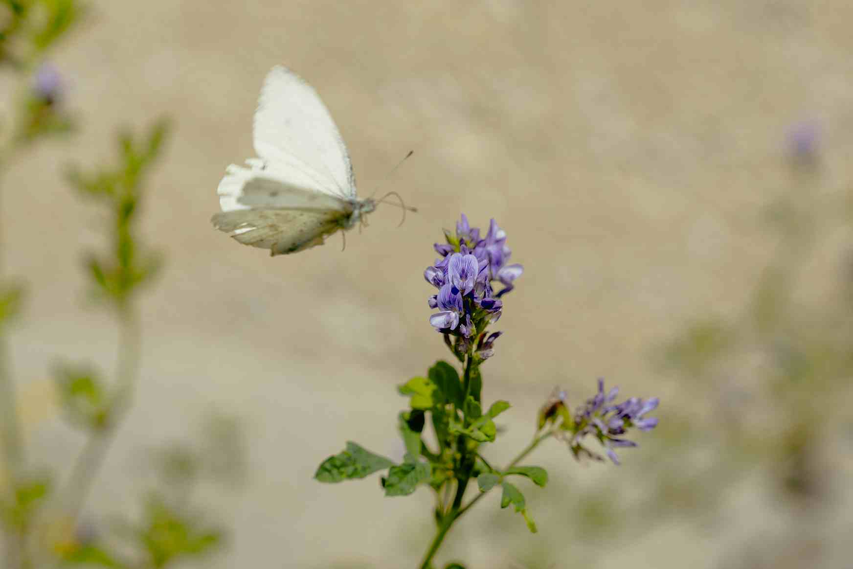 Schmetterling auf einer Blume