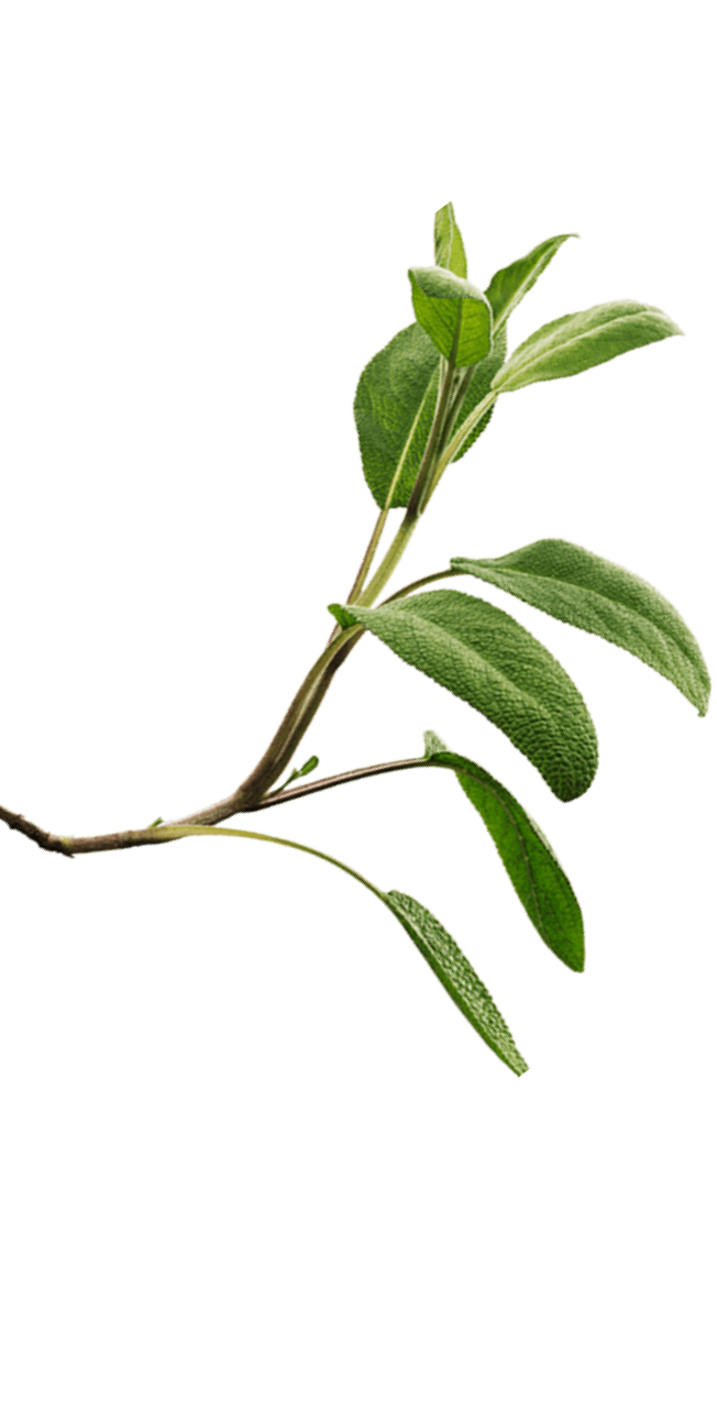 Sage Herbal Tea, Salvia Officinalis Stock Photo - Image of culture