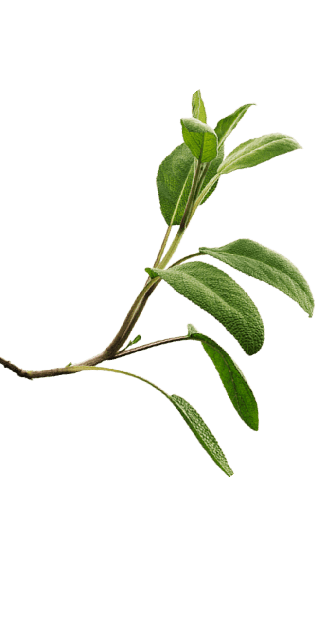 Sage Herbal Tea, Salvia Officinalis Stock Photo - Image of culture Sage Herbal Tea, Salvia Officinalis Stock Photo - Image of culture