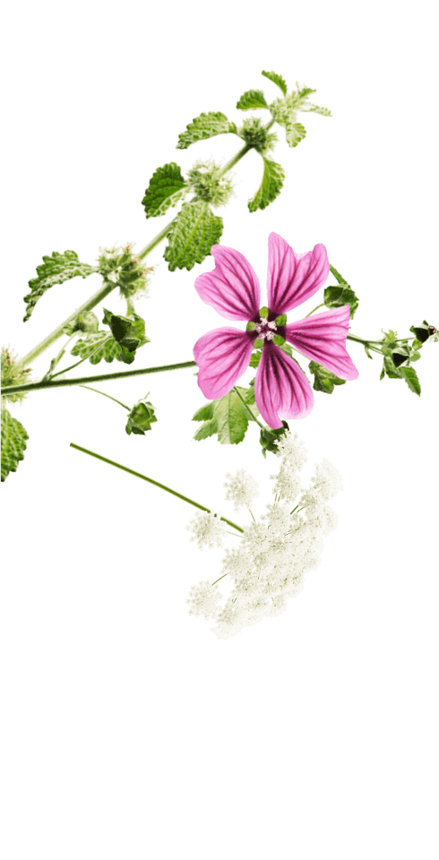 eine weiße und eine pinke Blume