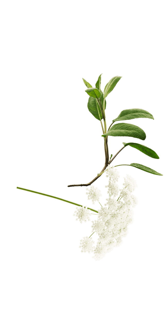 white flower