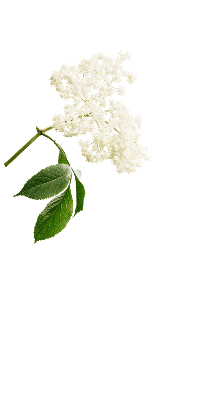 elderflower