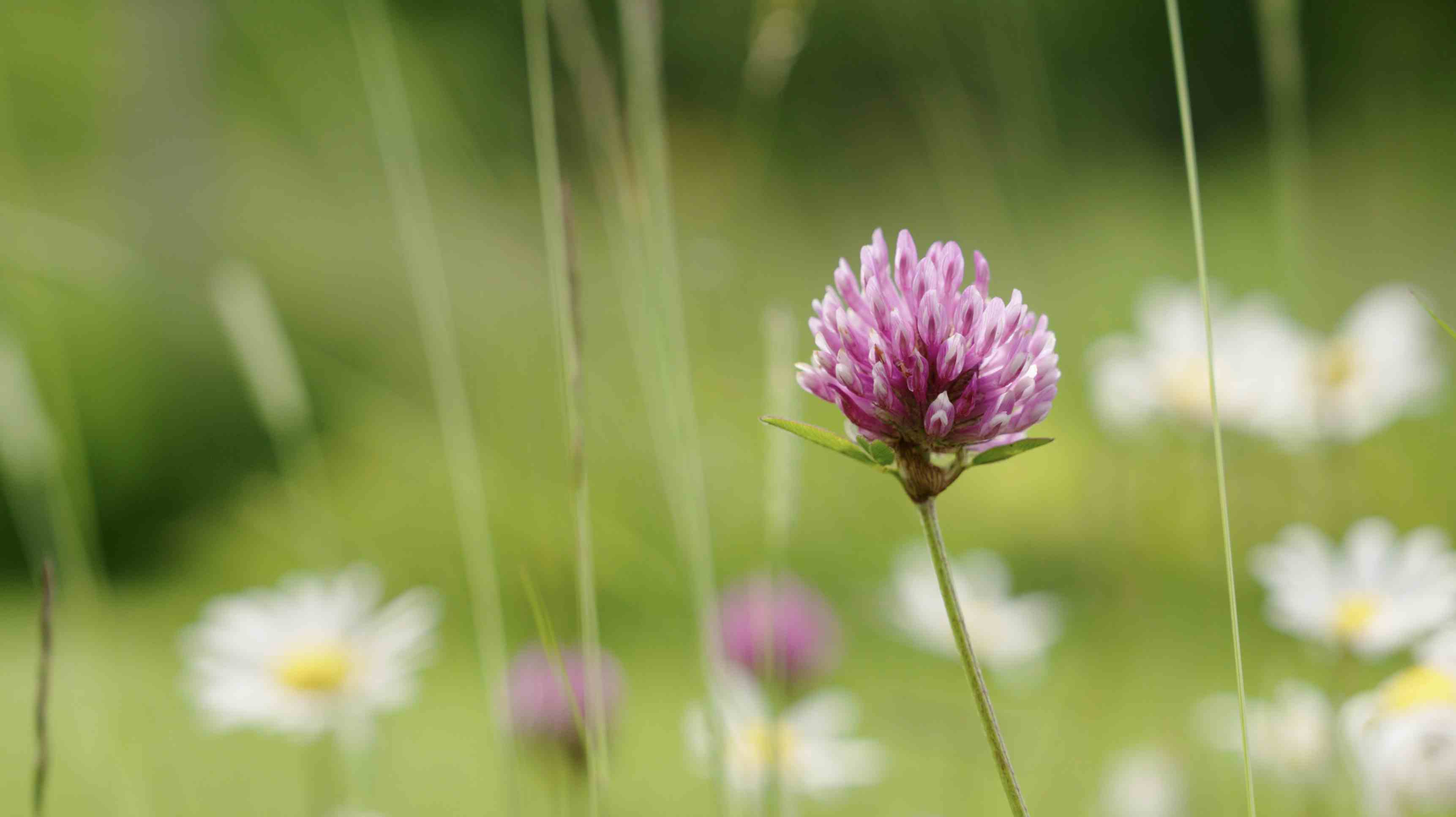 Herb Garden Trogberg