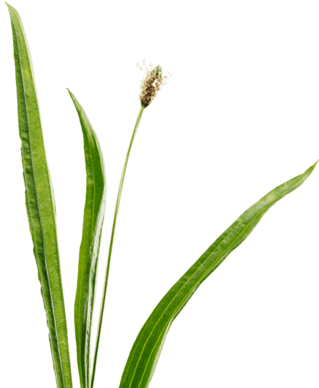 Spitzwegerich-Blätter