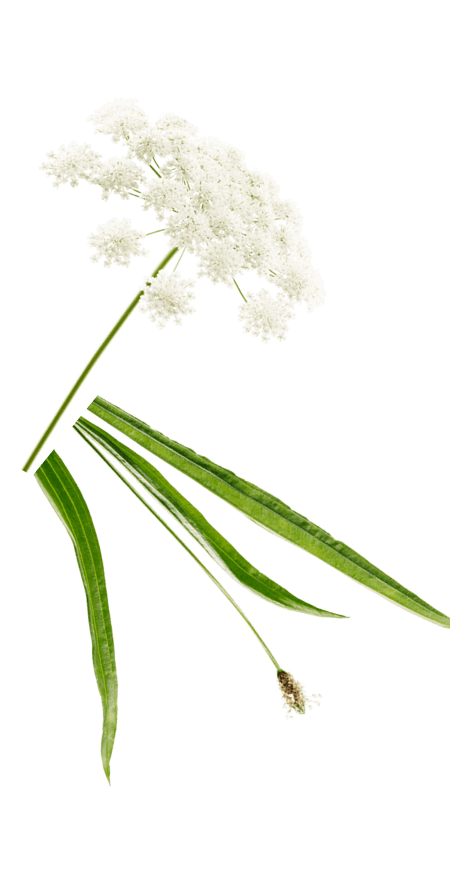 Weiße Blume