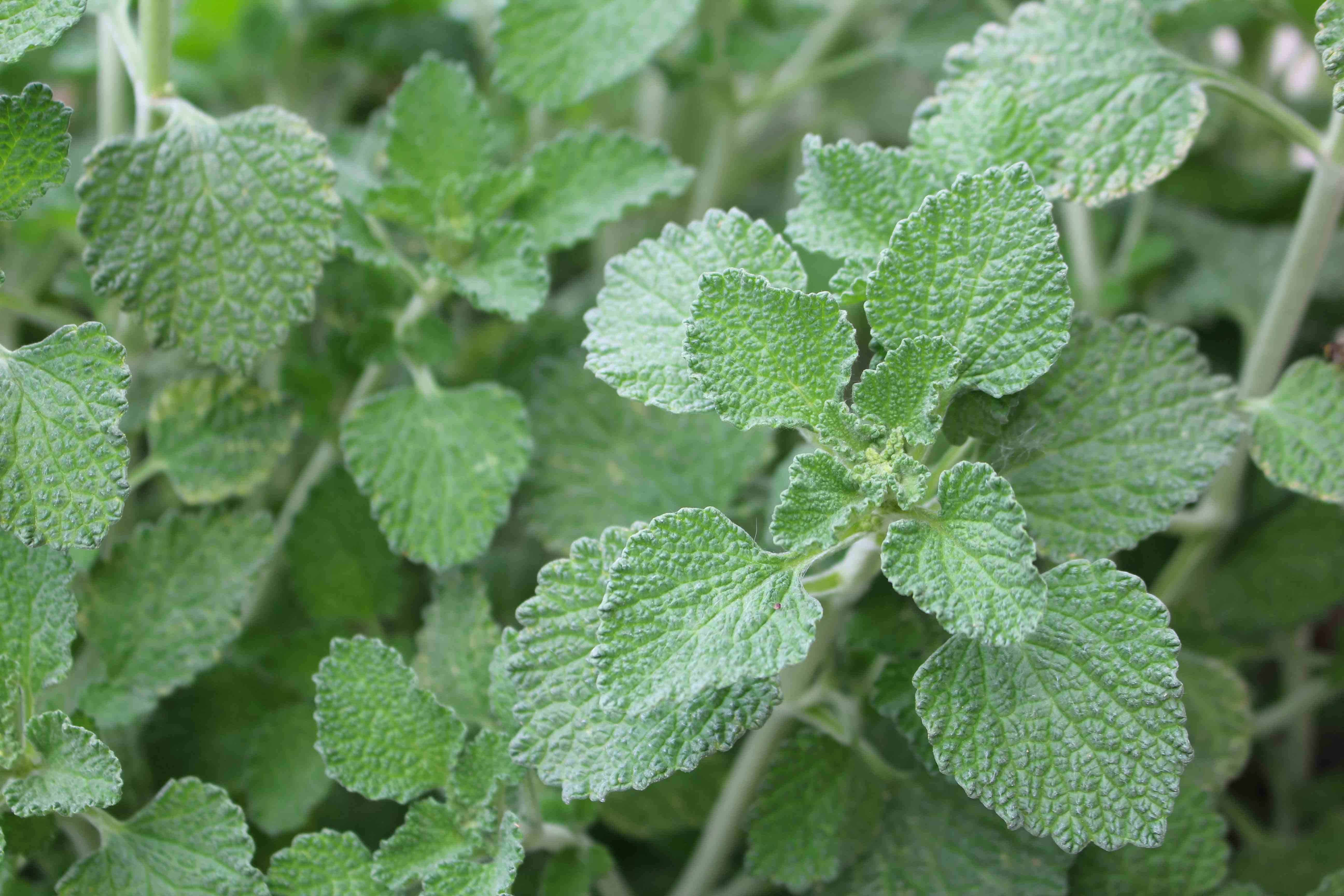Horehound