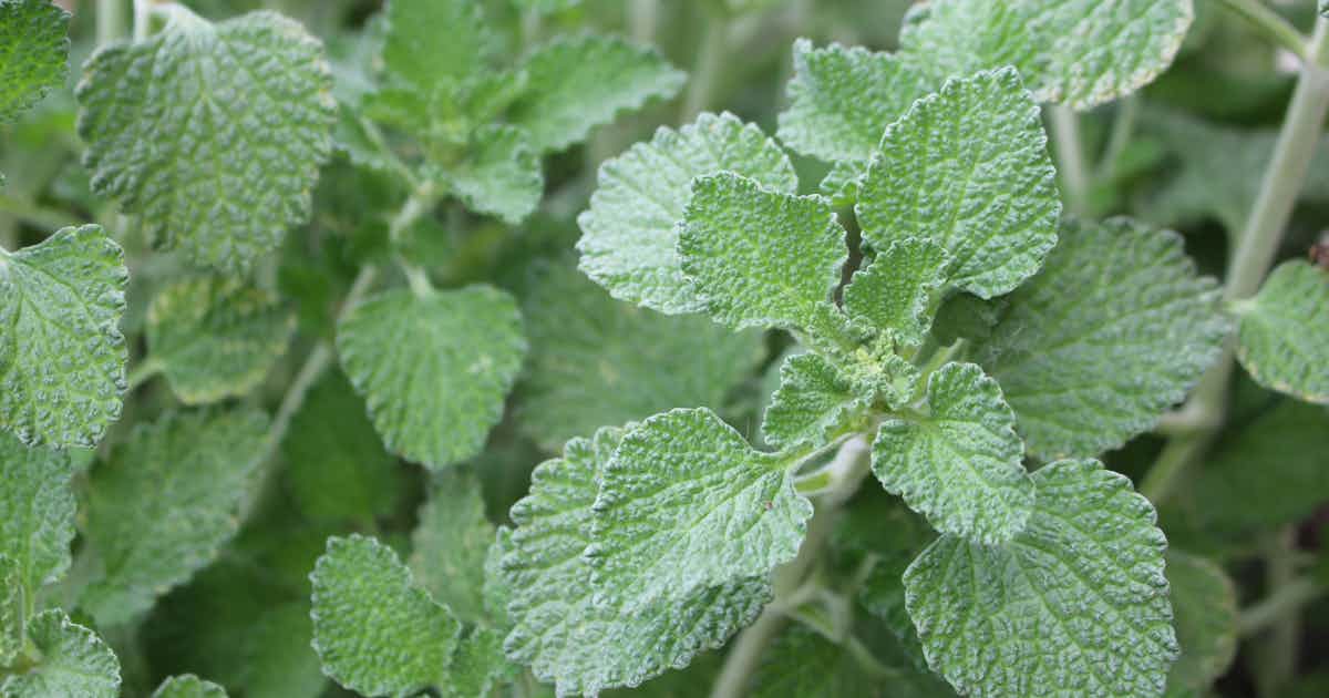 Dried White Horehound Herb (Marrubium Vulgare) – Loose Leaf Herbal Tea & Remedies