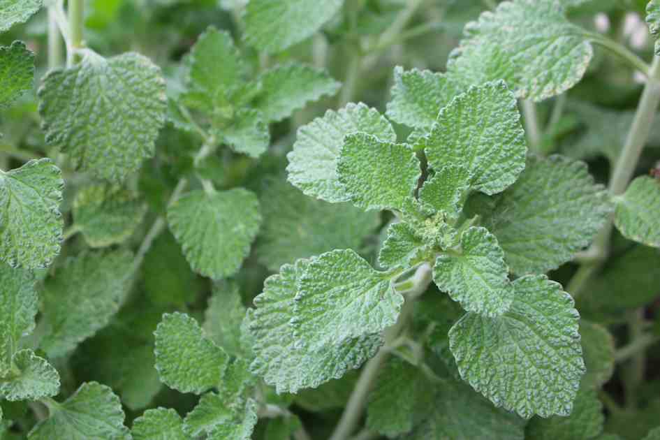 Dried White Horehound Herb (Marrubium Vulgare) – Loose Leaf Herbal Tea & Remedies 2 thumbnail image