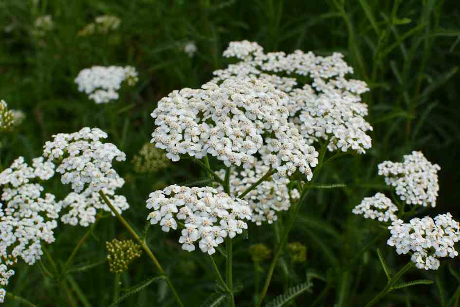 Yarrow Is One Of Our 13 Swiss Alpine Herbs | Ricola