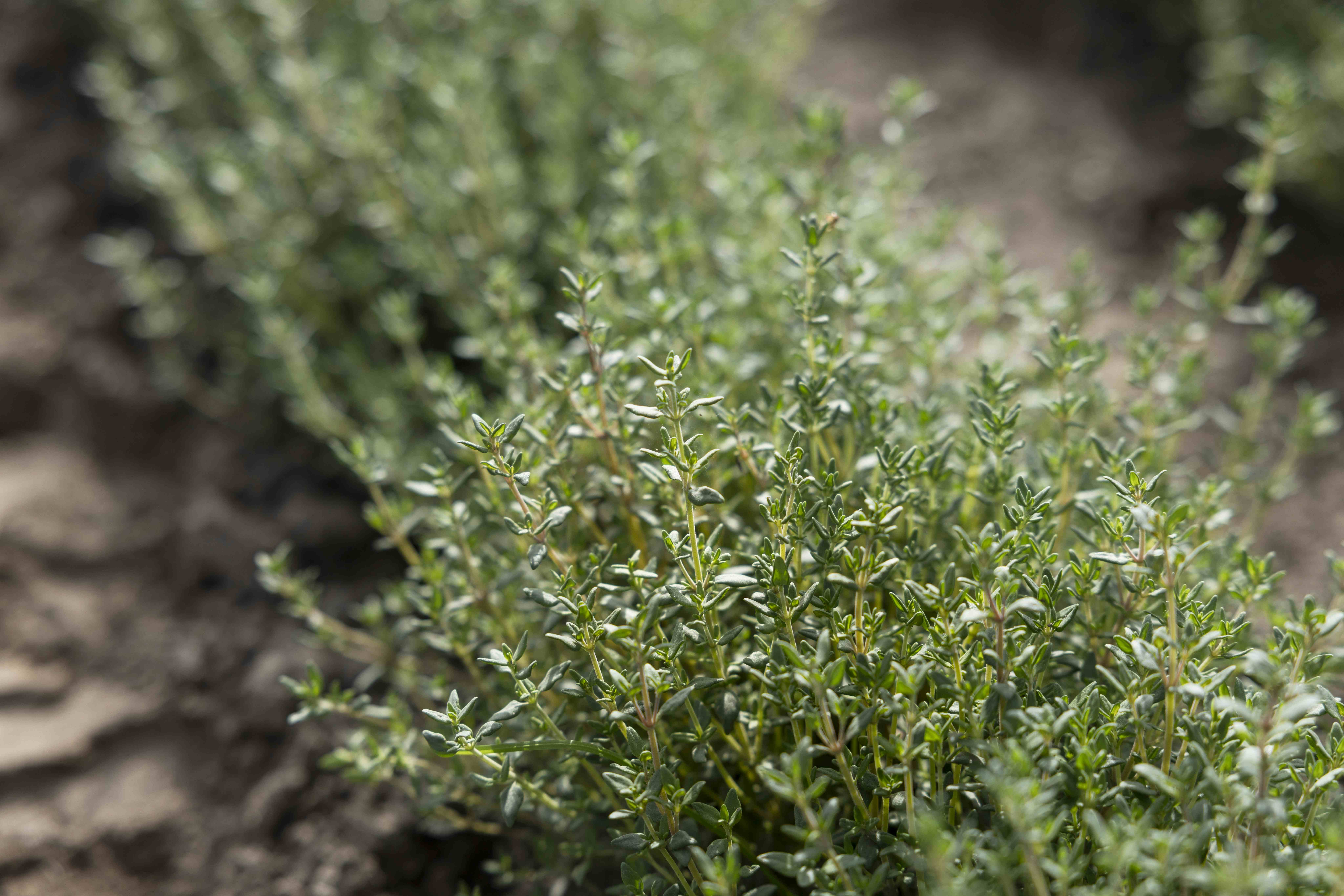 Thyme