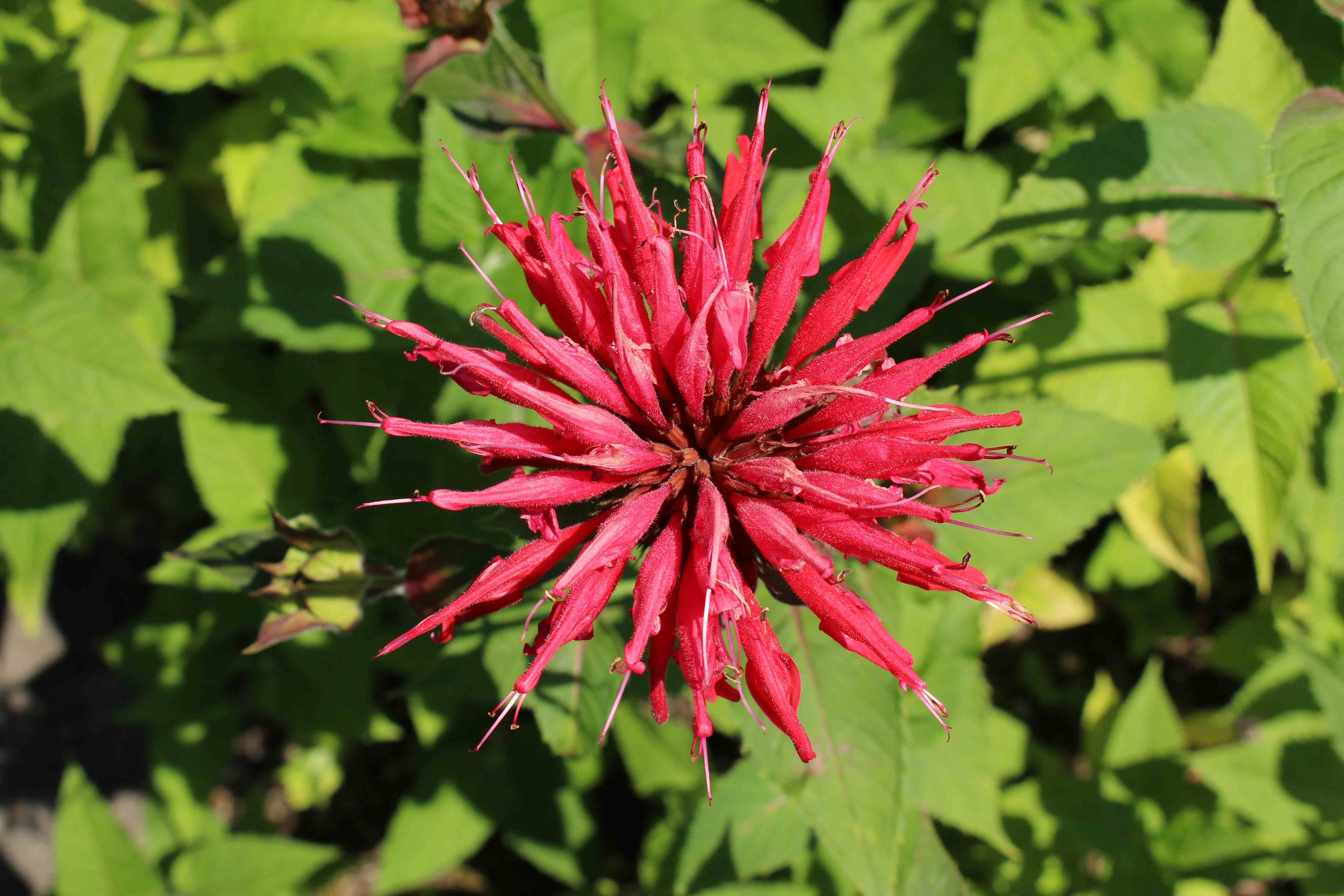 scarlet bee balm flower