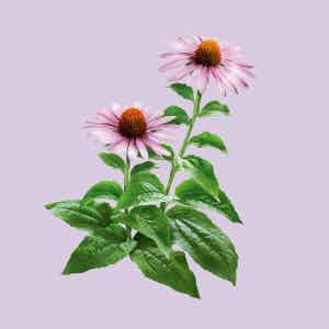 Echinacea flower