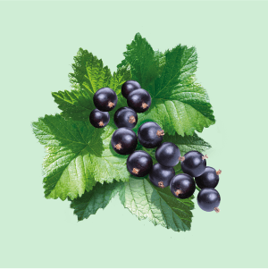 blackcurrant fruit