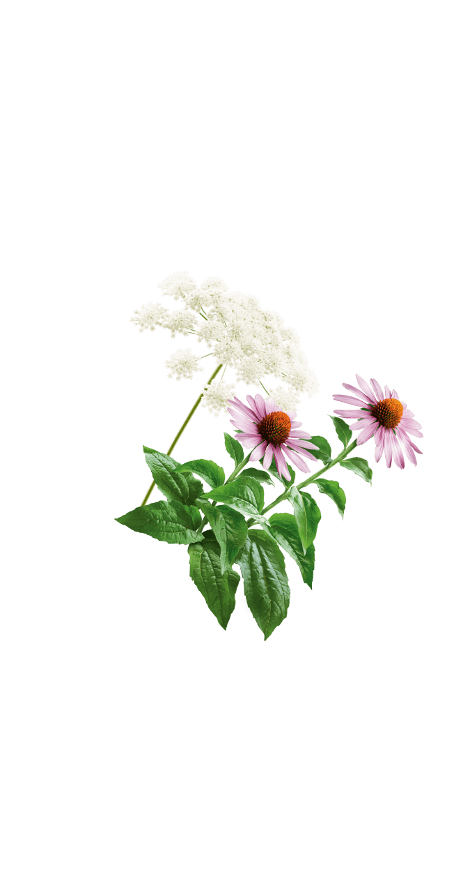 weiße und pinke Blumen