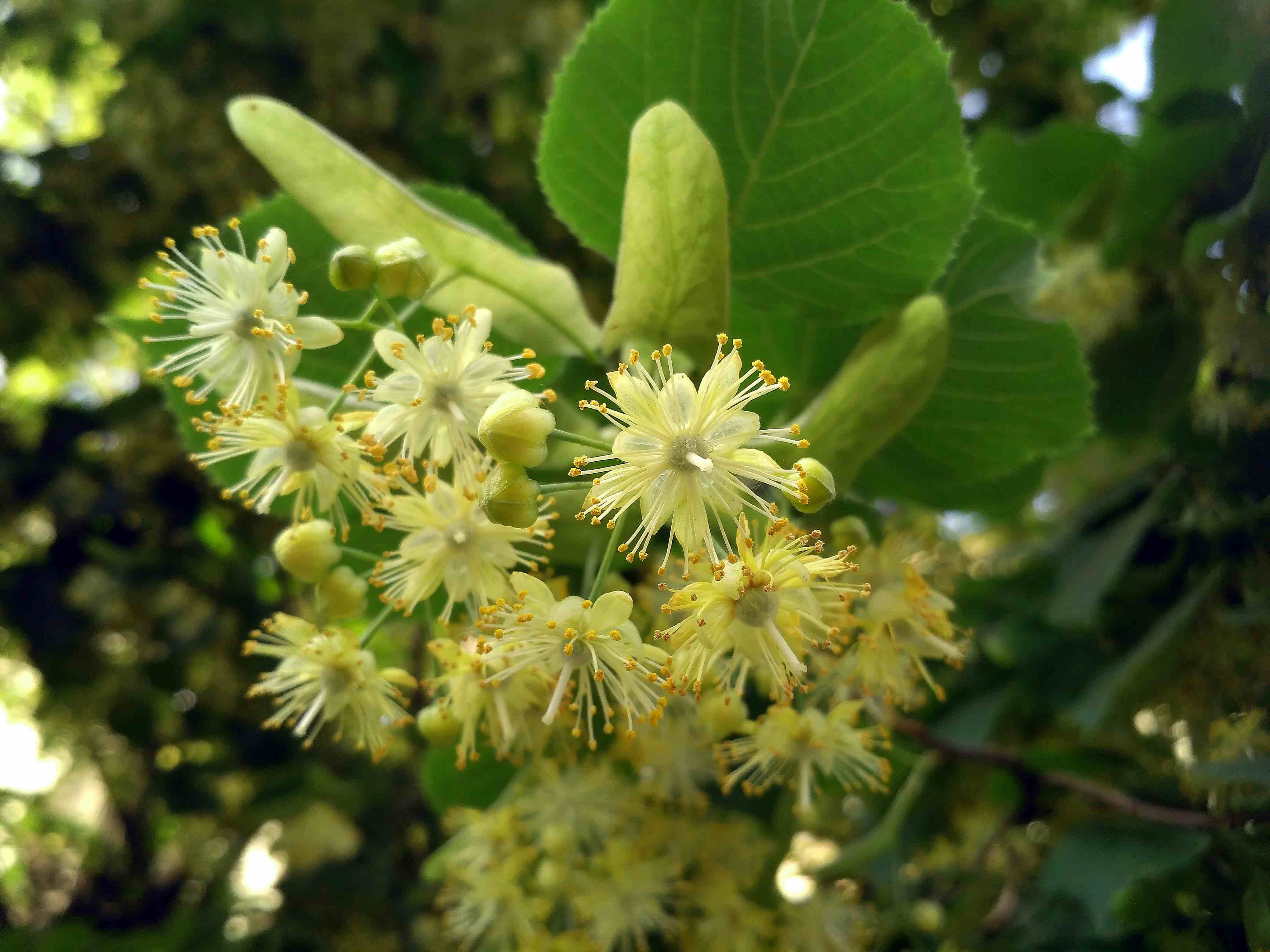 Linden flowers