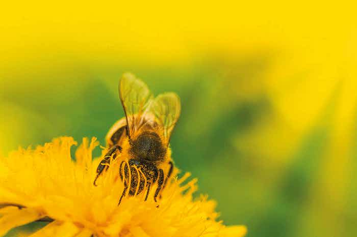 Ricola: più prati per tutti