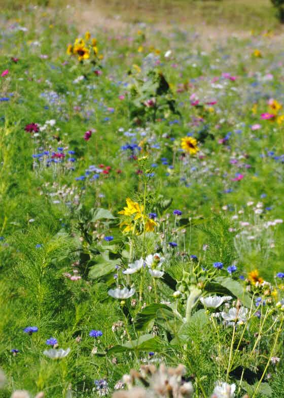 Ricola: più prati per tutti