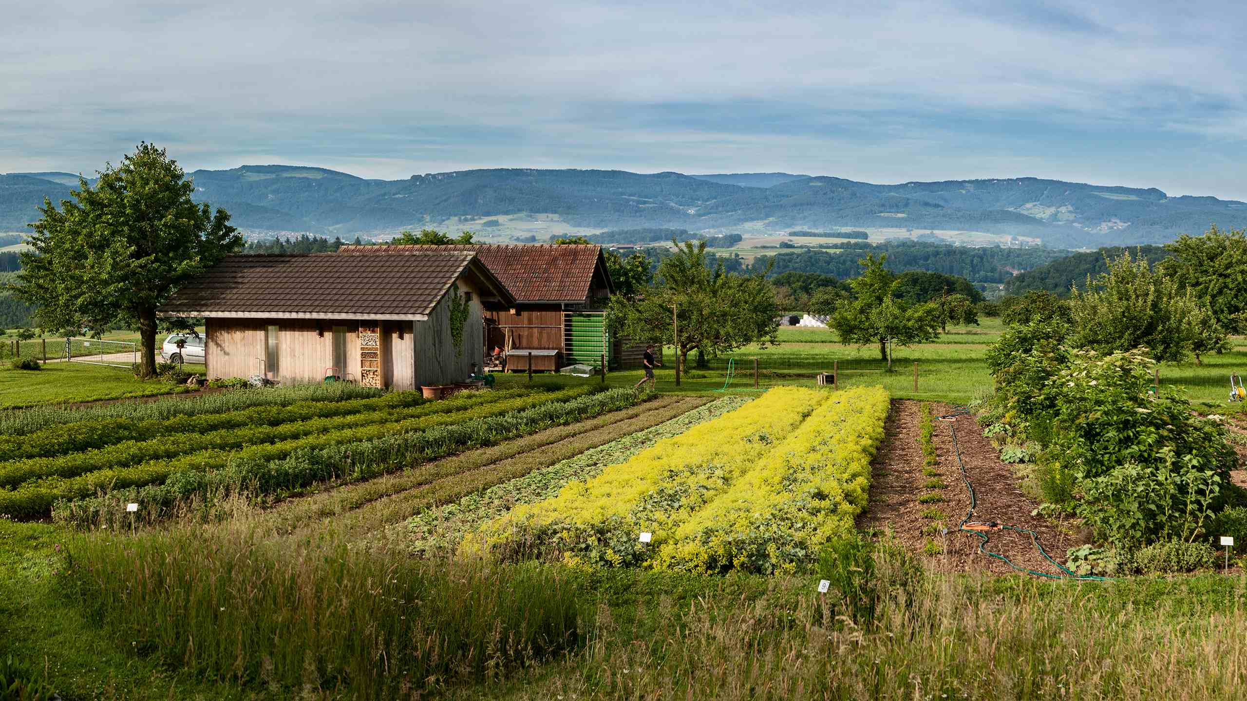 La danza delle erbe: l'incontro tra Stefano Mancuso e Felix Richterich