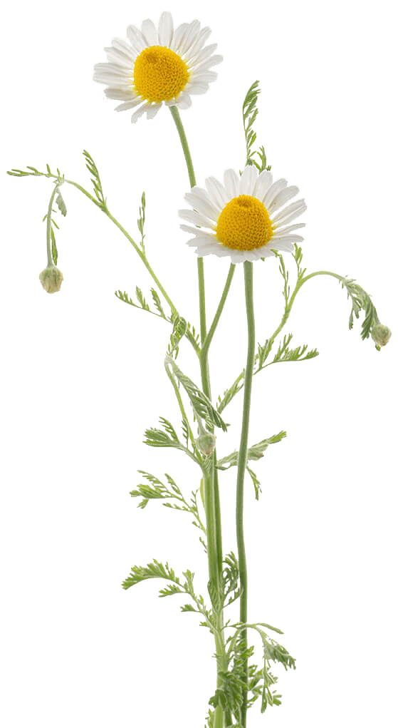 Chamomile