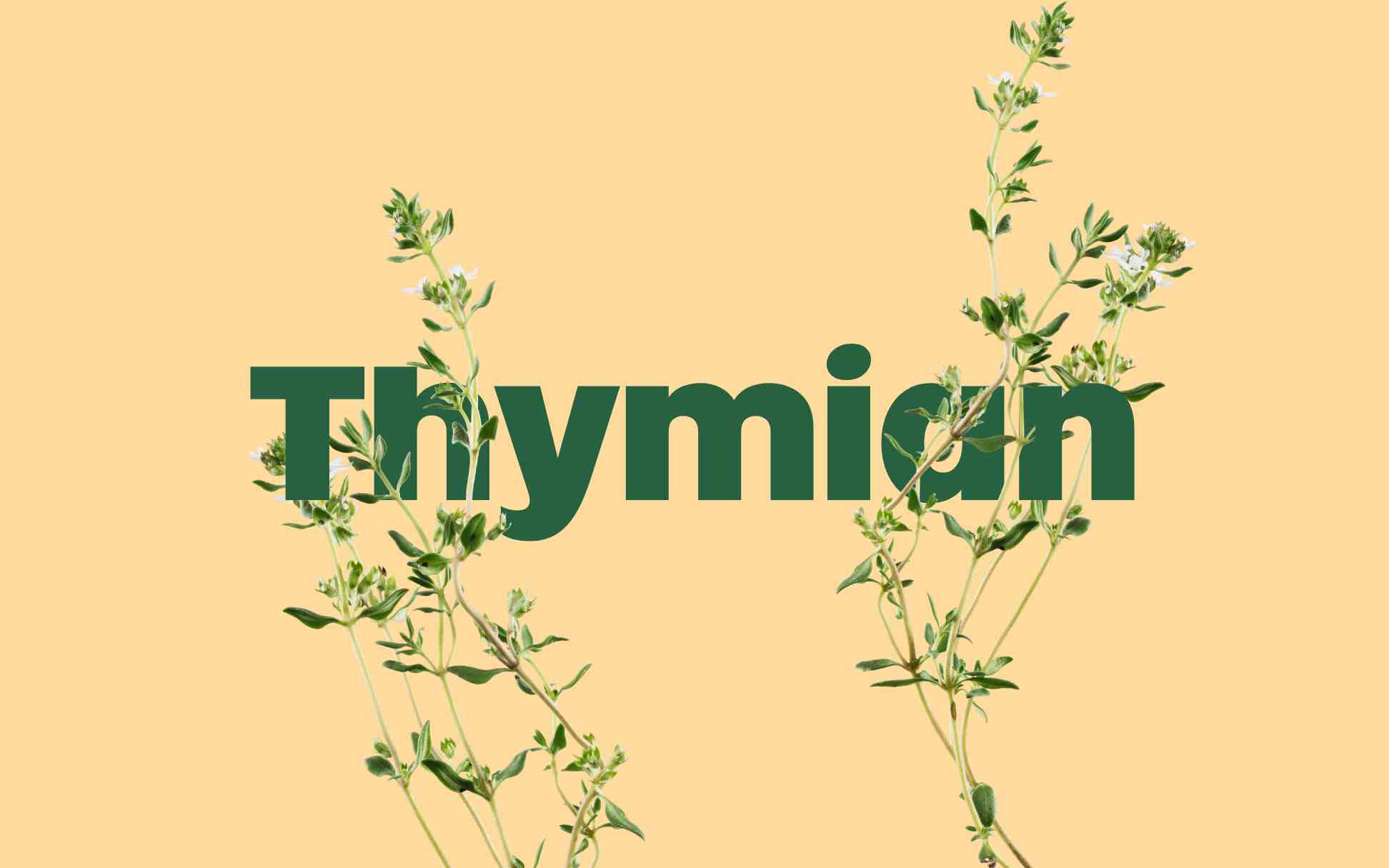 Eine Pflanze auf pastellgelbem Hintergrund, mit dem Wort „Thymian“ in Grün hervorgehoben.