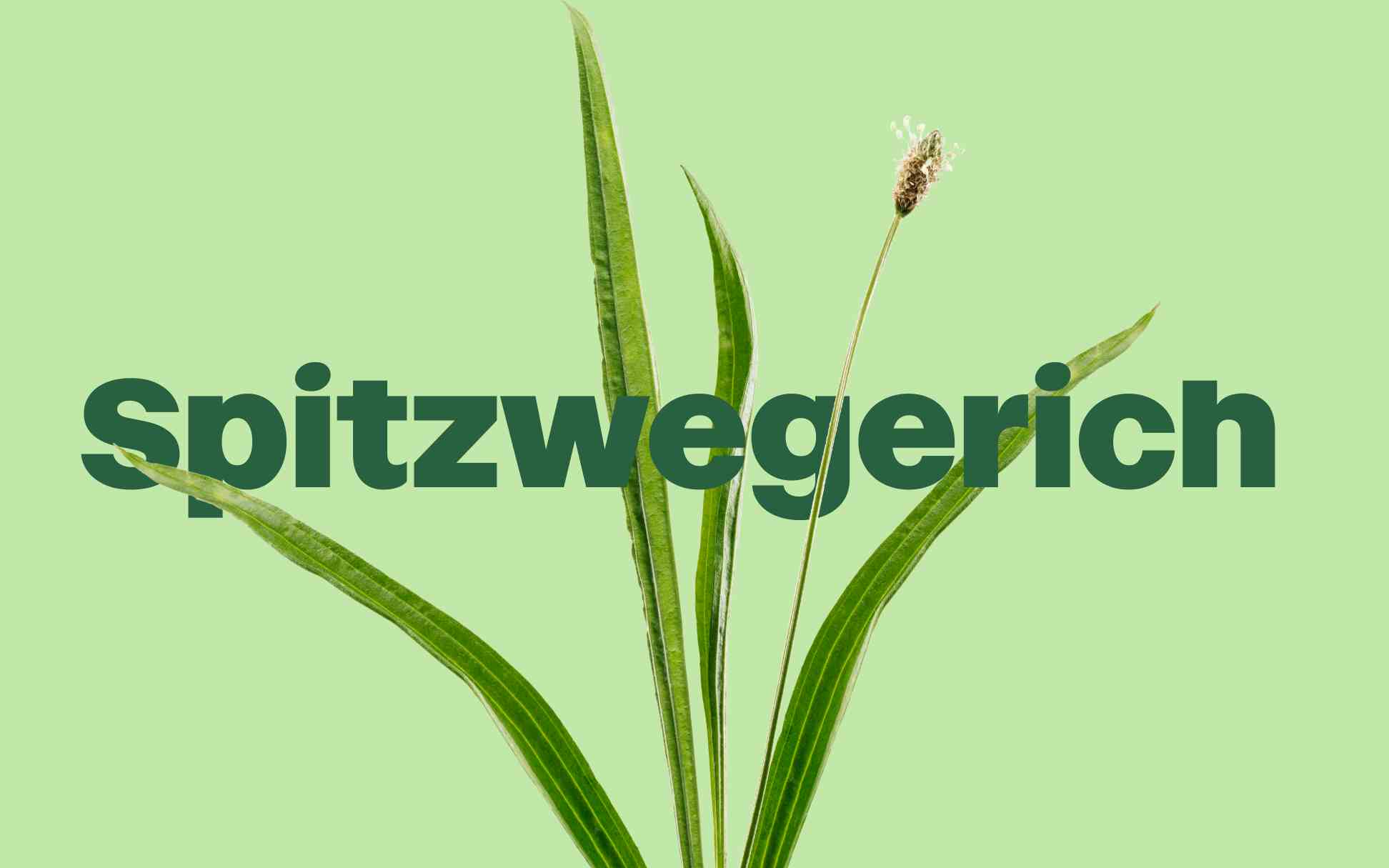 Eine Pflanze auf pastellgrünem Hintergrund, mit dem Wort „Spitzwegerich“ in grüner Schrift hervorgehoben.