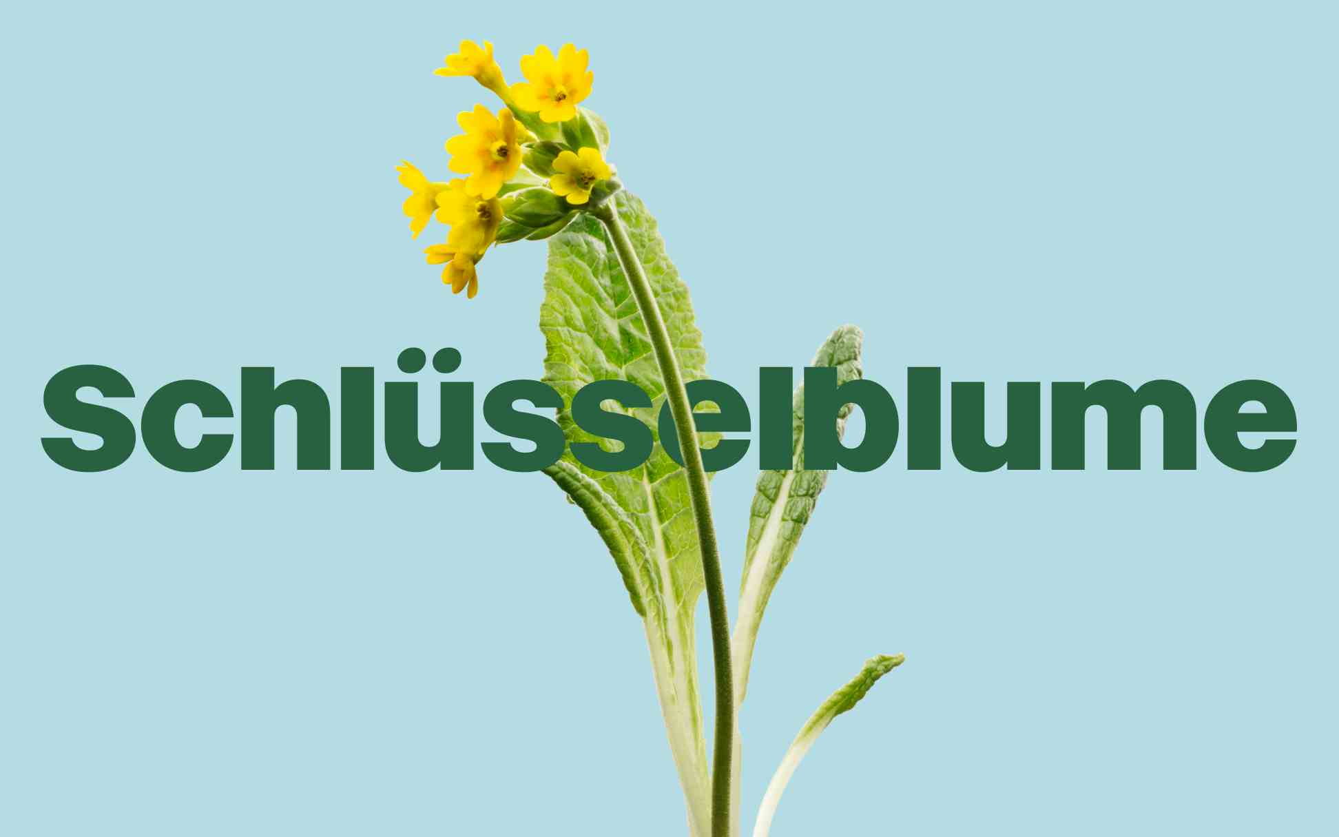 Eine Pflanze auf pastellgelbem Hintergrund, mit dem Wort „Schlüsselblume“ in Grün hervorgehoben.