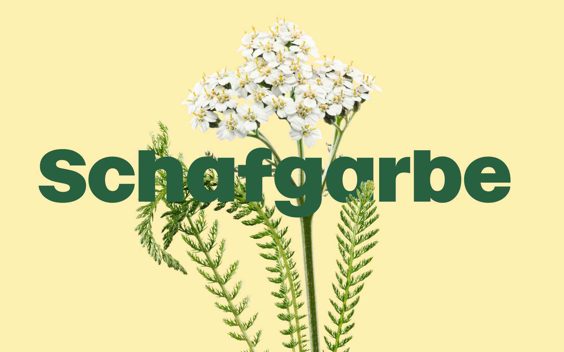 Eine Pflanze auf pastellgelbem Hintergrund, mit dem Wort „Schafgarbe“ in Grün hervorgehoben.