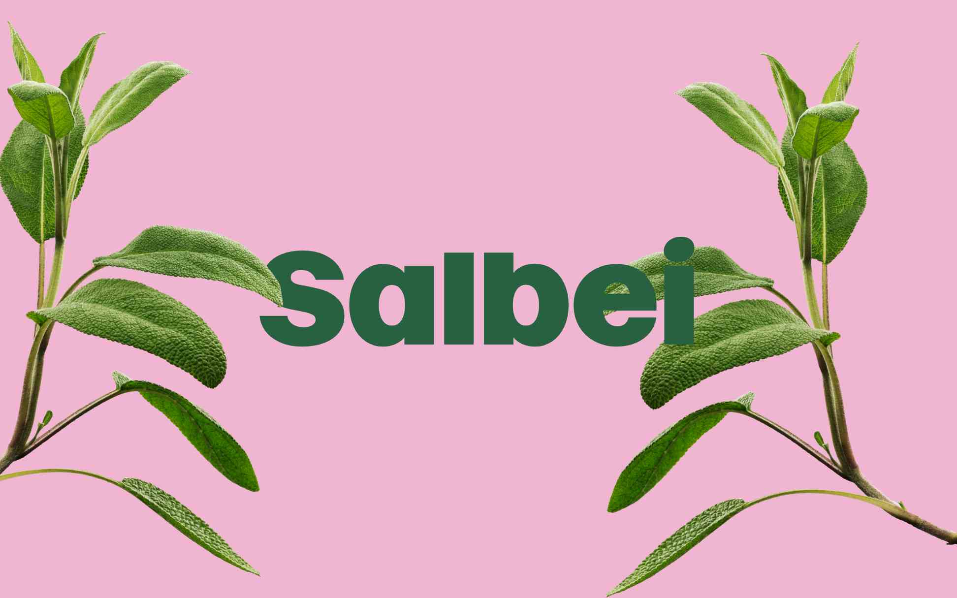 Eine Pflanze auf pastellrosa Hintergrund, mit dem Wort „Salbei“ in grüner Schrift hervorgehoben.