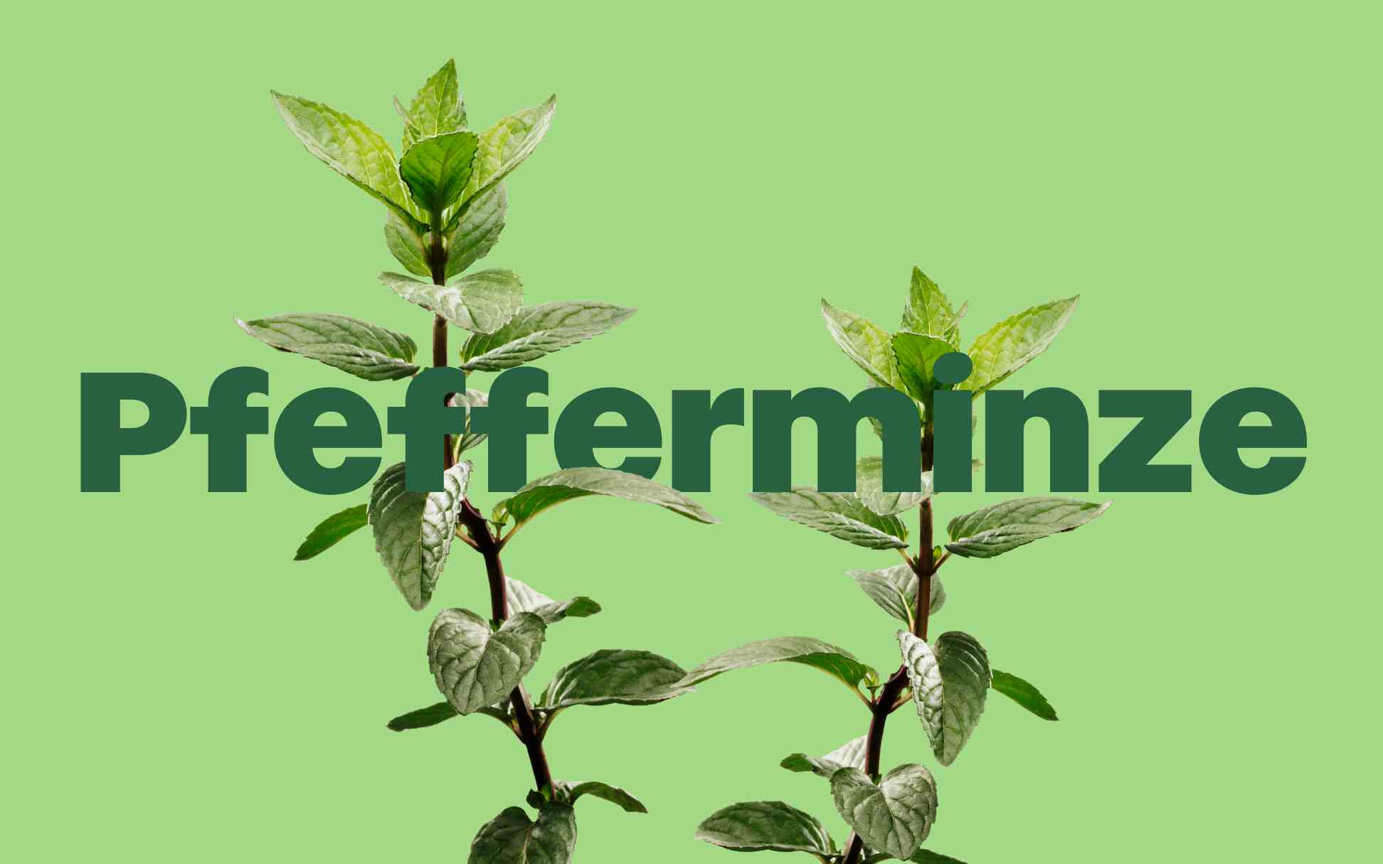 Eine Pflanze auf pastellgrünem Hintergrund, mit dem Wort „Pfefferminze“ in grüner Schrift hervorgehoben.