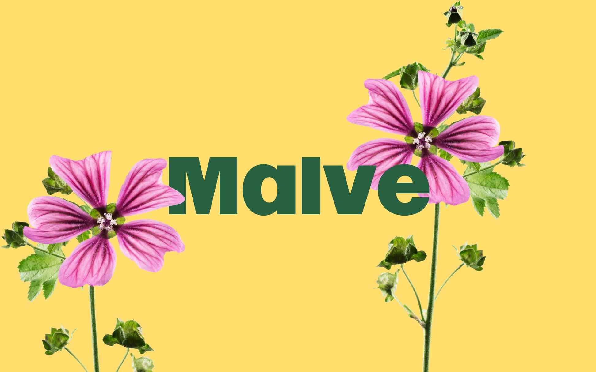 Eine Pflanze auf pastellgelbem Hintergrund, mit dem Wort „Malve“ in Grün hervorgehoben.