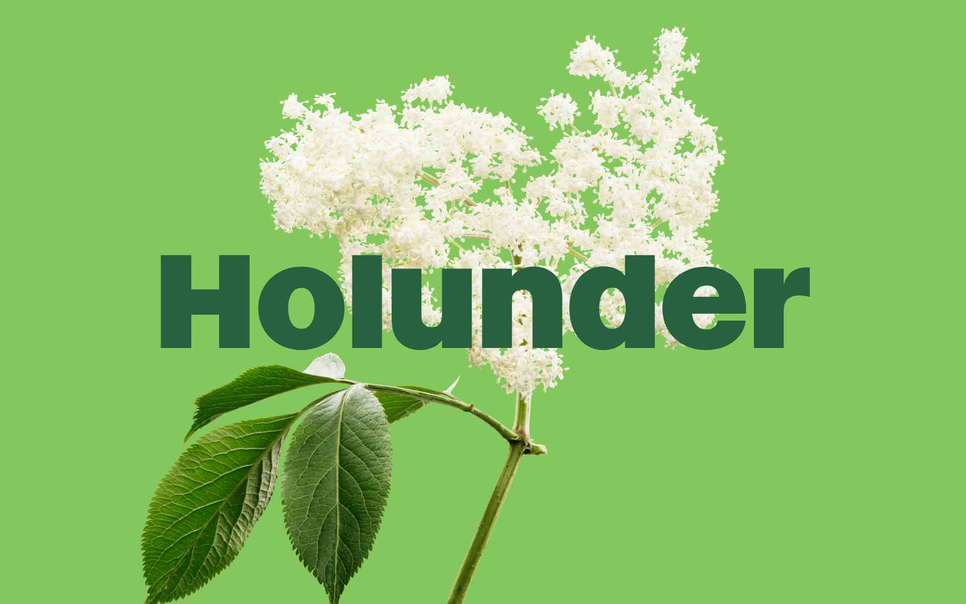 Eine Pflanze auf pastellgrünem Hintergrund, mit dem Wort „Holunder“ in grüner Schrift hervorgehoben.