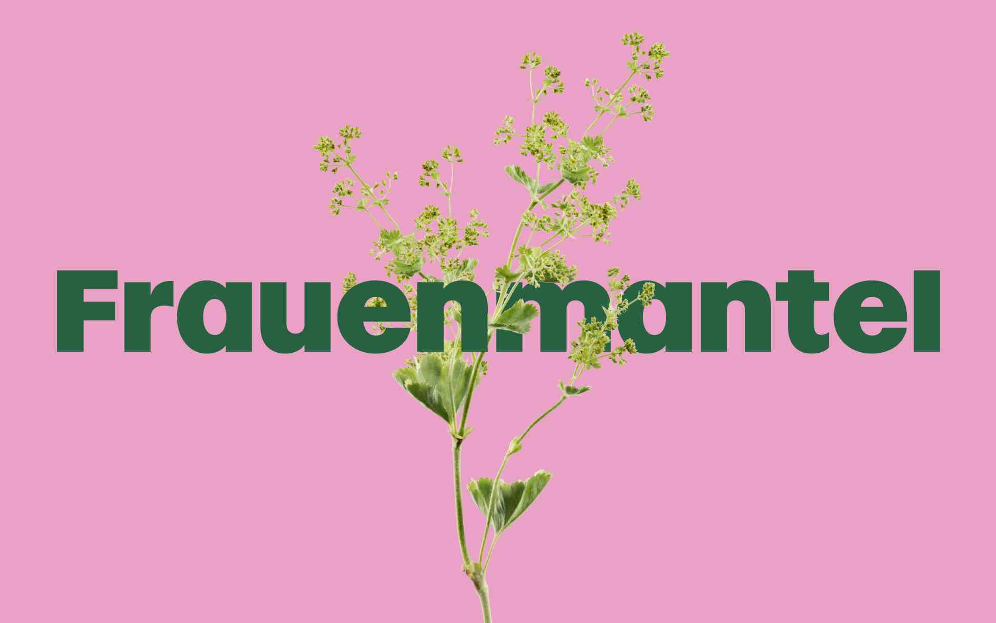 Eine Pflanze auf pastellrosa Hintergrund, mit dem Wort „Frauenmantel“ in grüner Schrift hervorgehoben.