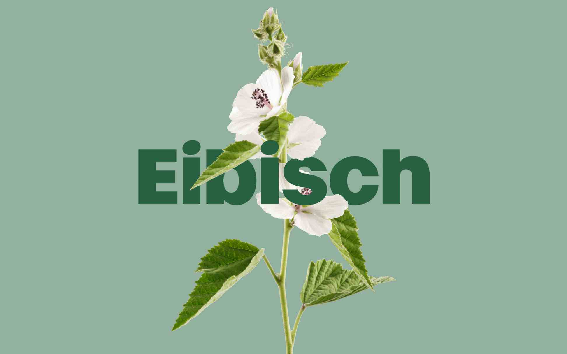 Eine Pflanze auf pastellgrünem Hintergrund, mit dem Wort „Eibisch“ in grüner Schrift hervorgehoben.