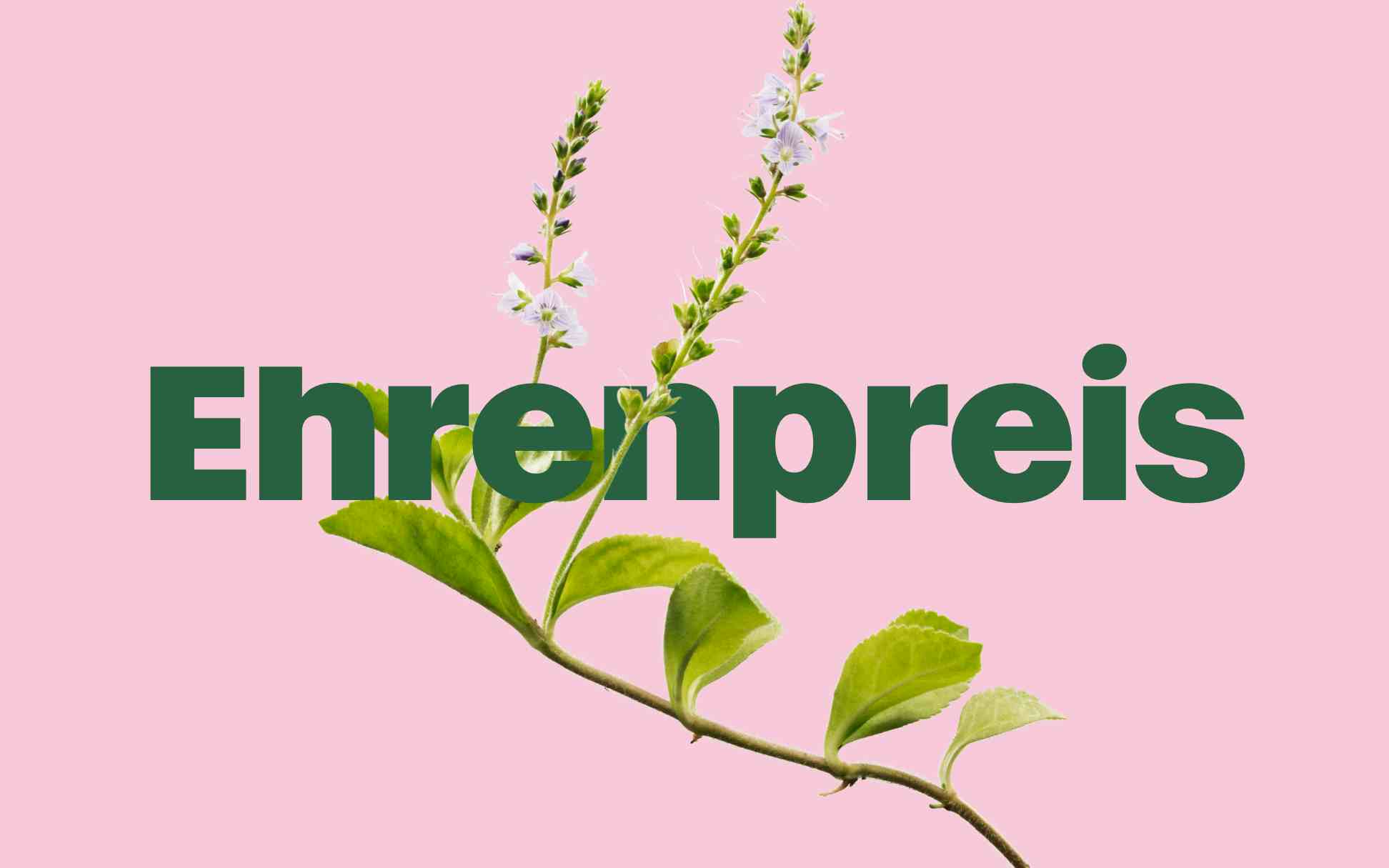 Nahaufnahme einer blühenden Pflanze vor einem pastellrosa Hintergrund, auf dem das Wort „Ehrenpreis” in grüner Schrift deutlich zu sehen ist.