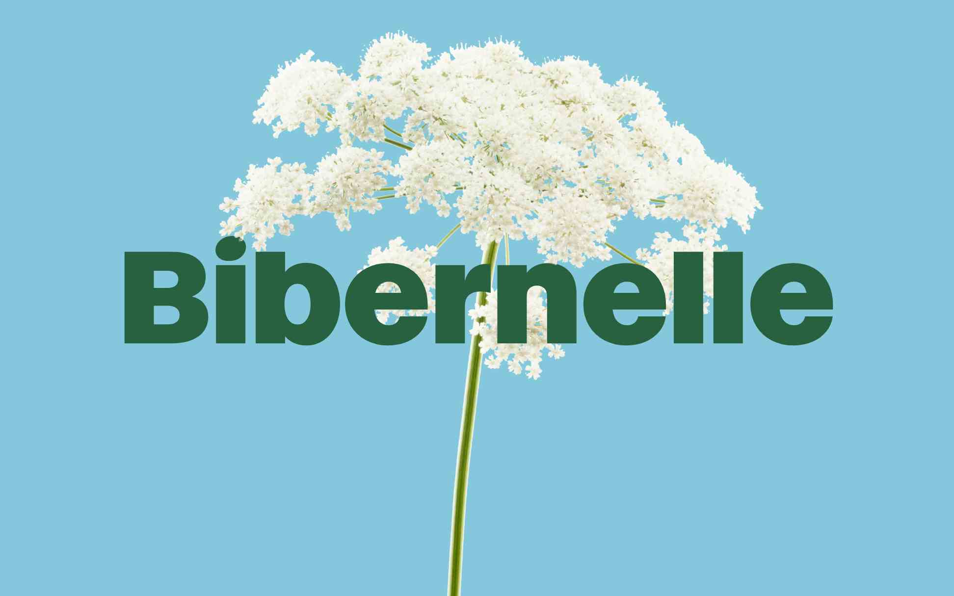 Eine weiße Blütengruppe vor blauem Hintergrund mit dem Schriftzug „Bibernelle” in fetter grüner Schrift darunter.
