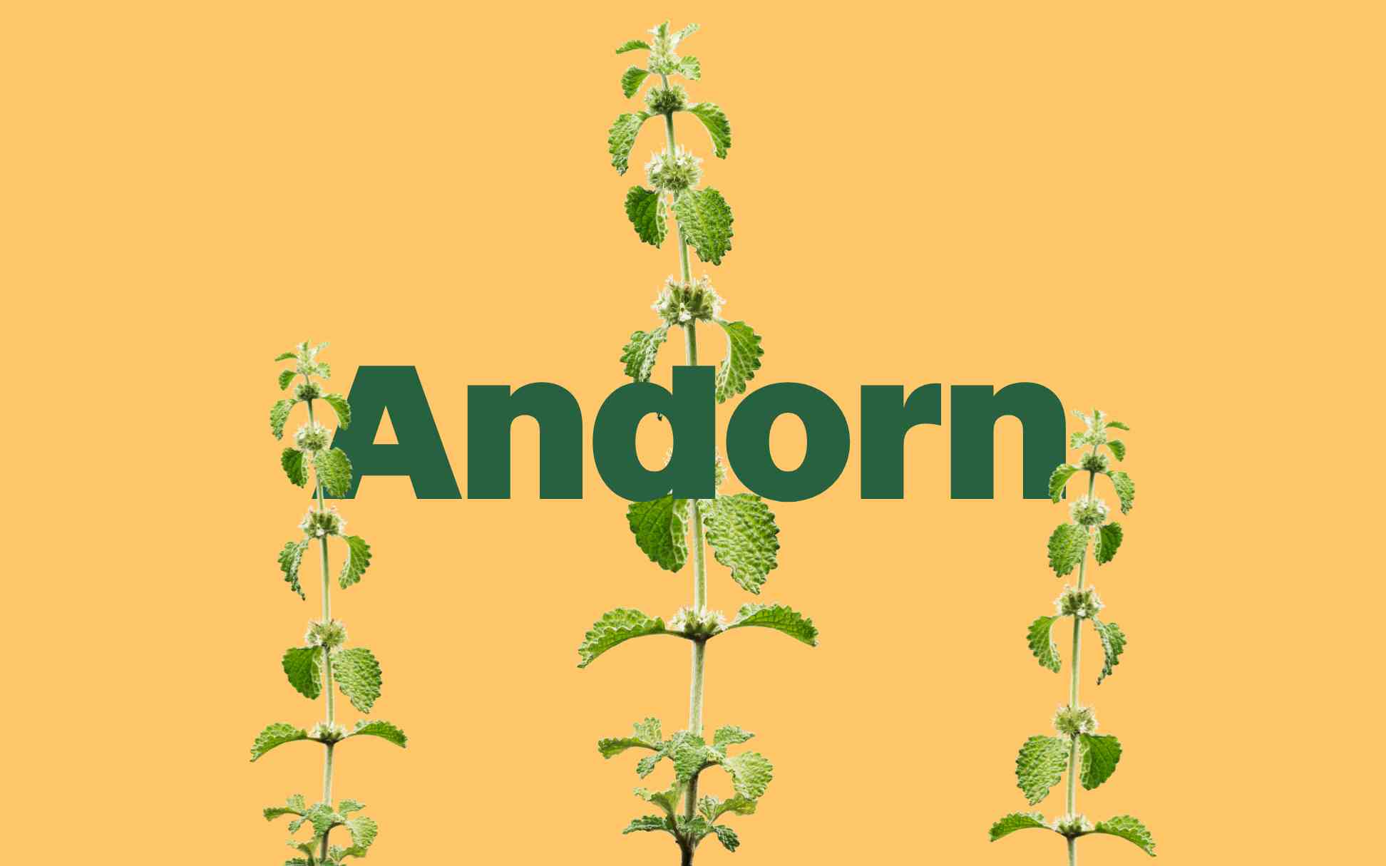 Eine Pflanze auf pastellgelbem Hintergrund, mit dem Wort „Andorn“ in Grün hervorgehoben.