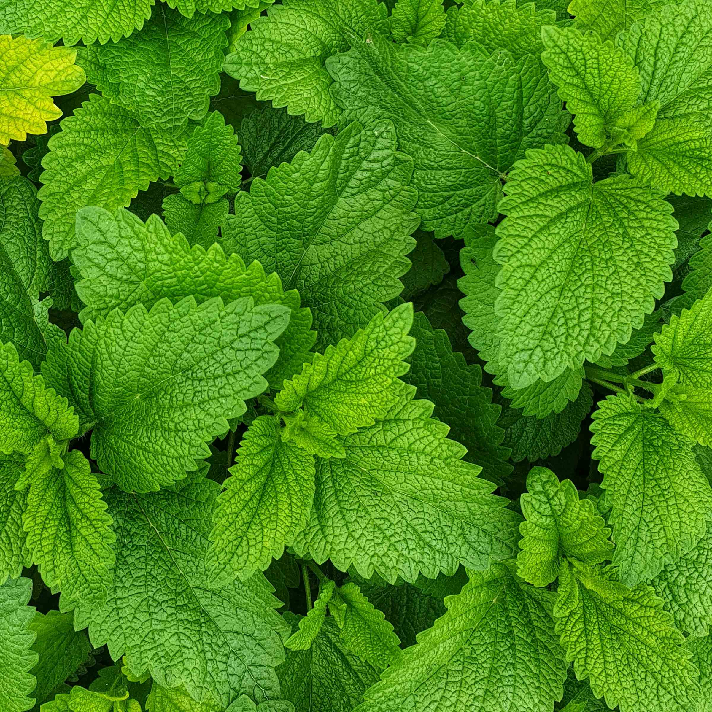 A close-up of mint leaves.