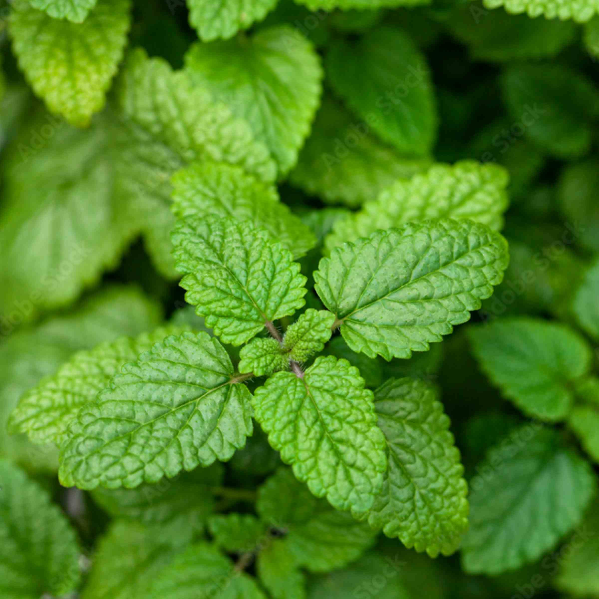 A close-up of green leaves.