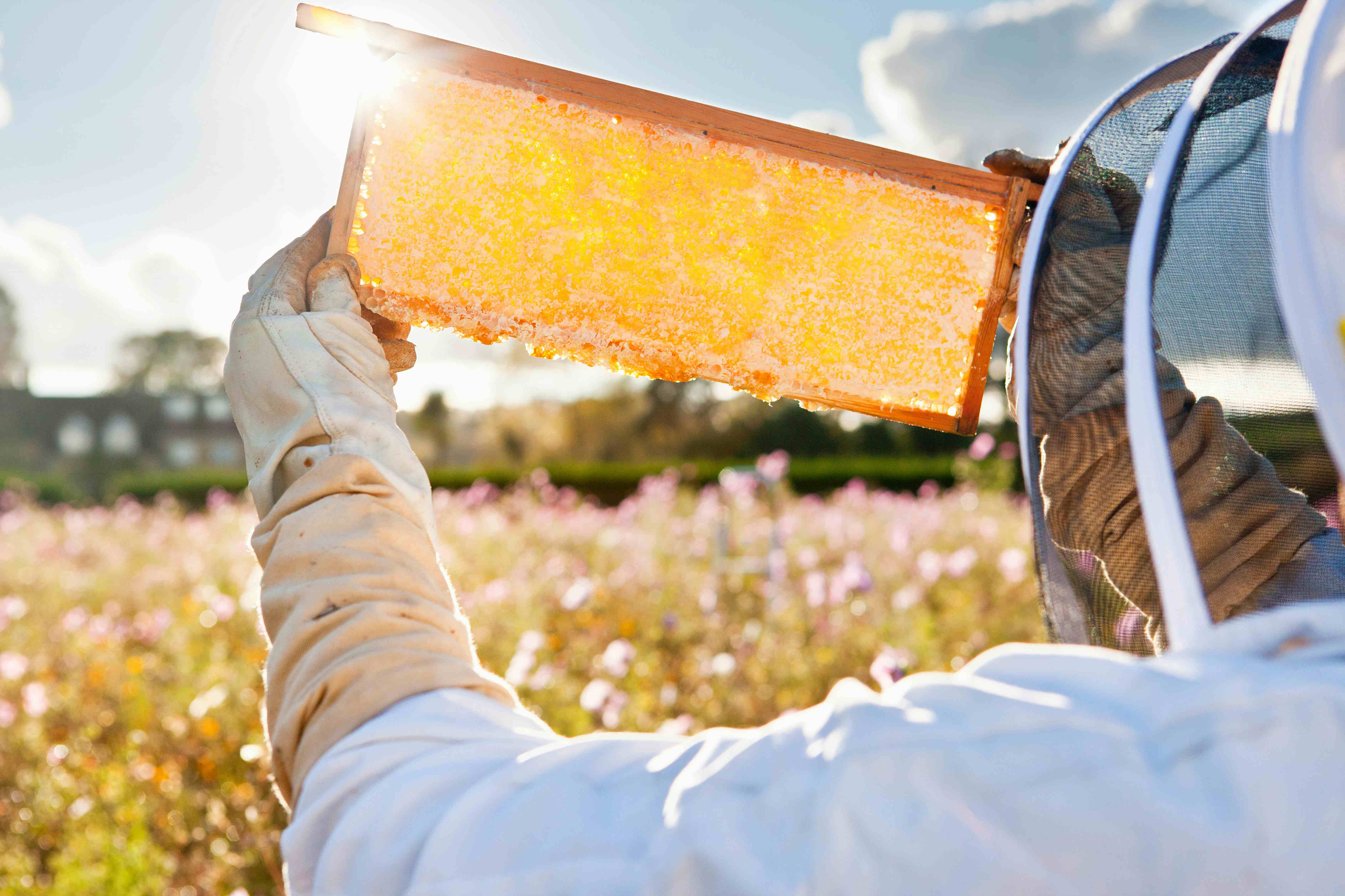 Beekeeper holds up a honeycomb in a field surrounded by flowering plants and bees.