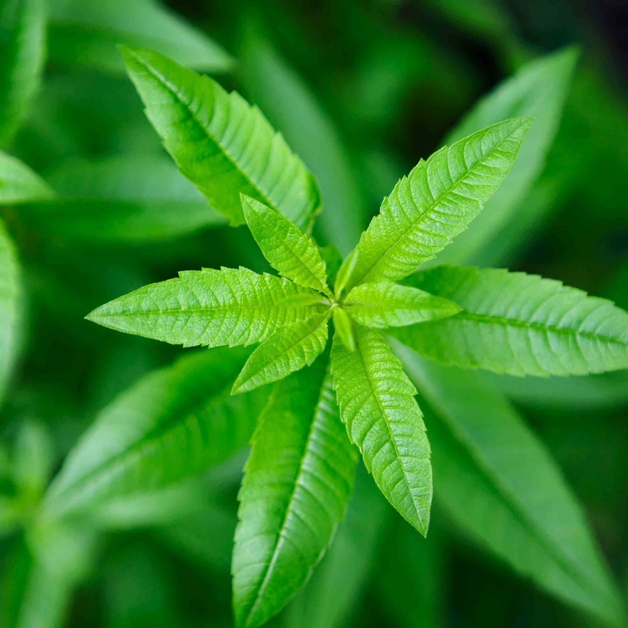 A close-up of verbena leaves.