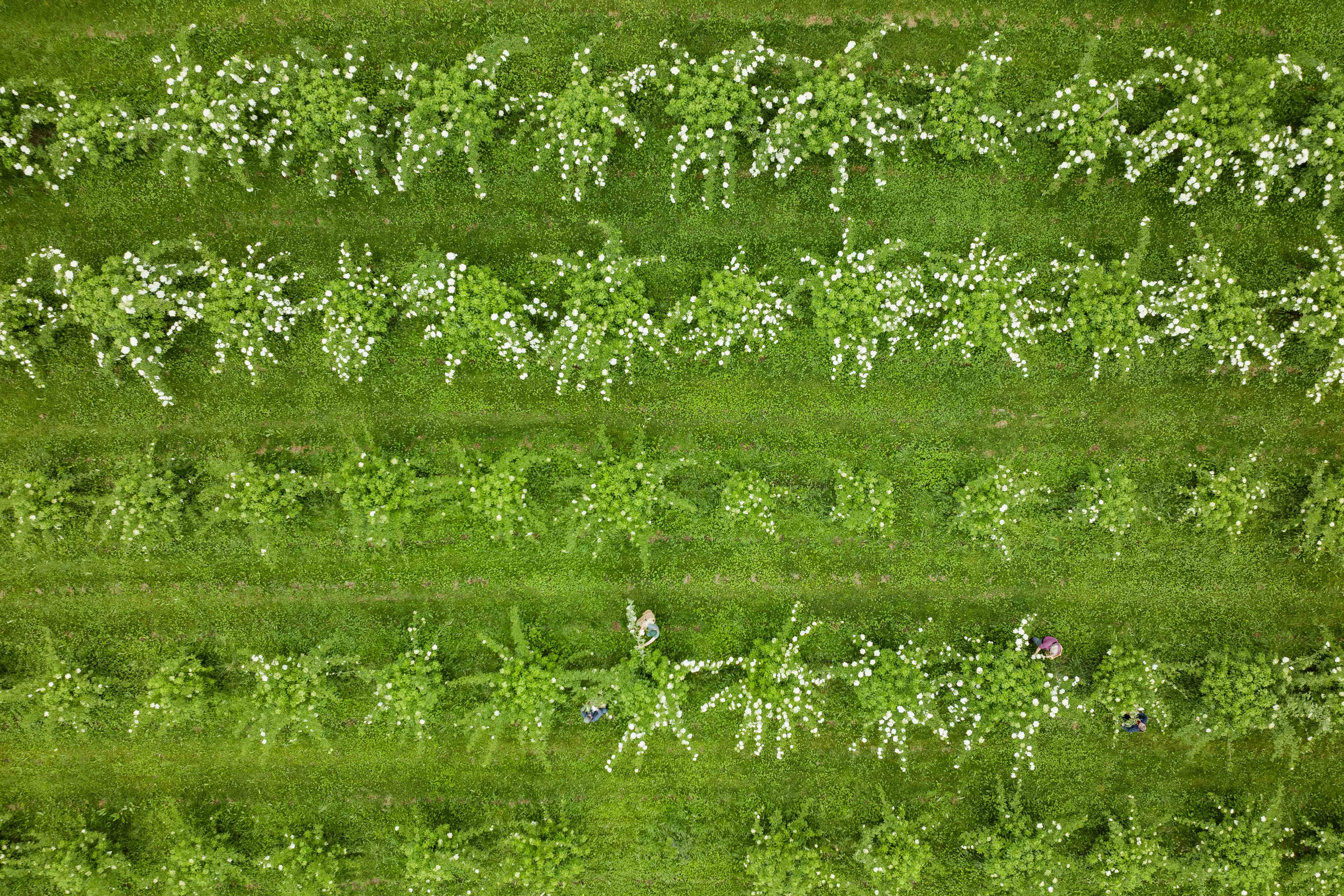 Luftaufnahme des Schaerer-Hofes