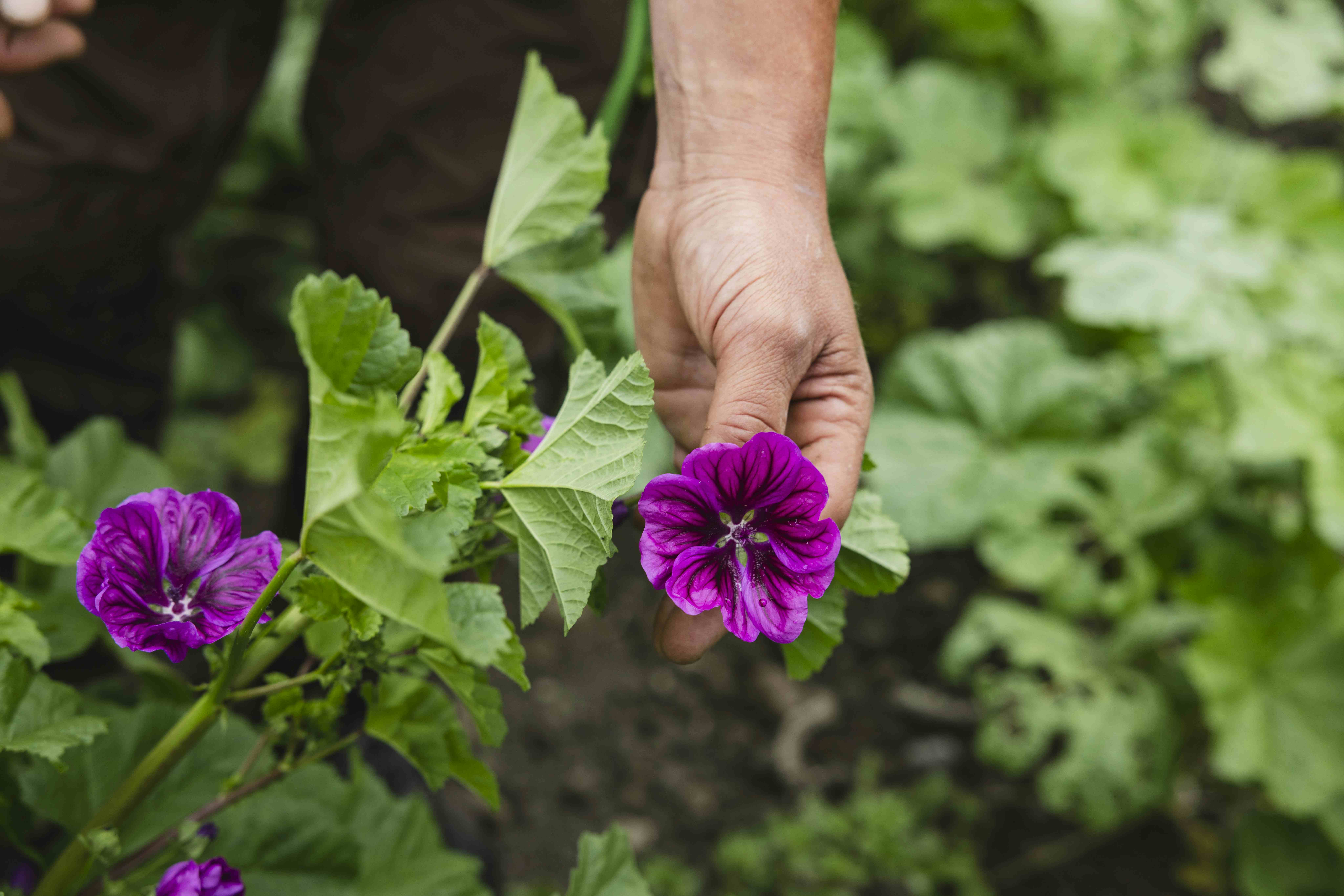 Eine Hand, die eine Malvenblüte hält.