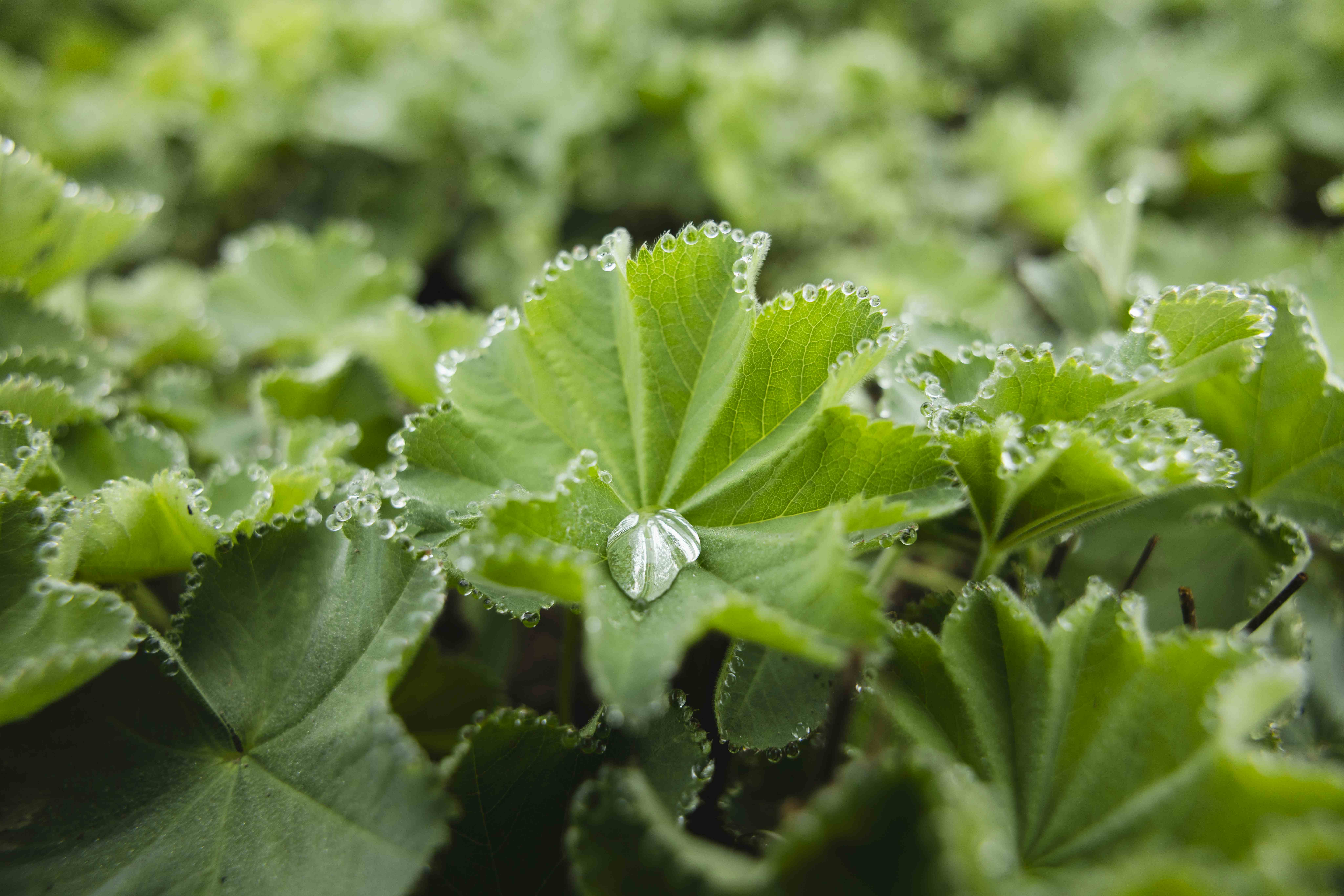 Nahaufnahme von leuchtend grünen Blättern, die mit Wassertropfen verziert sind.