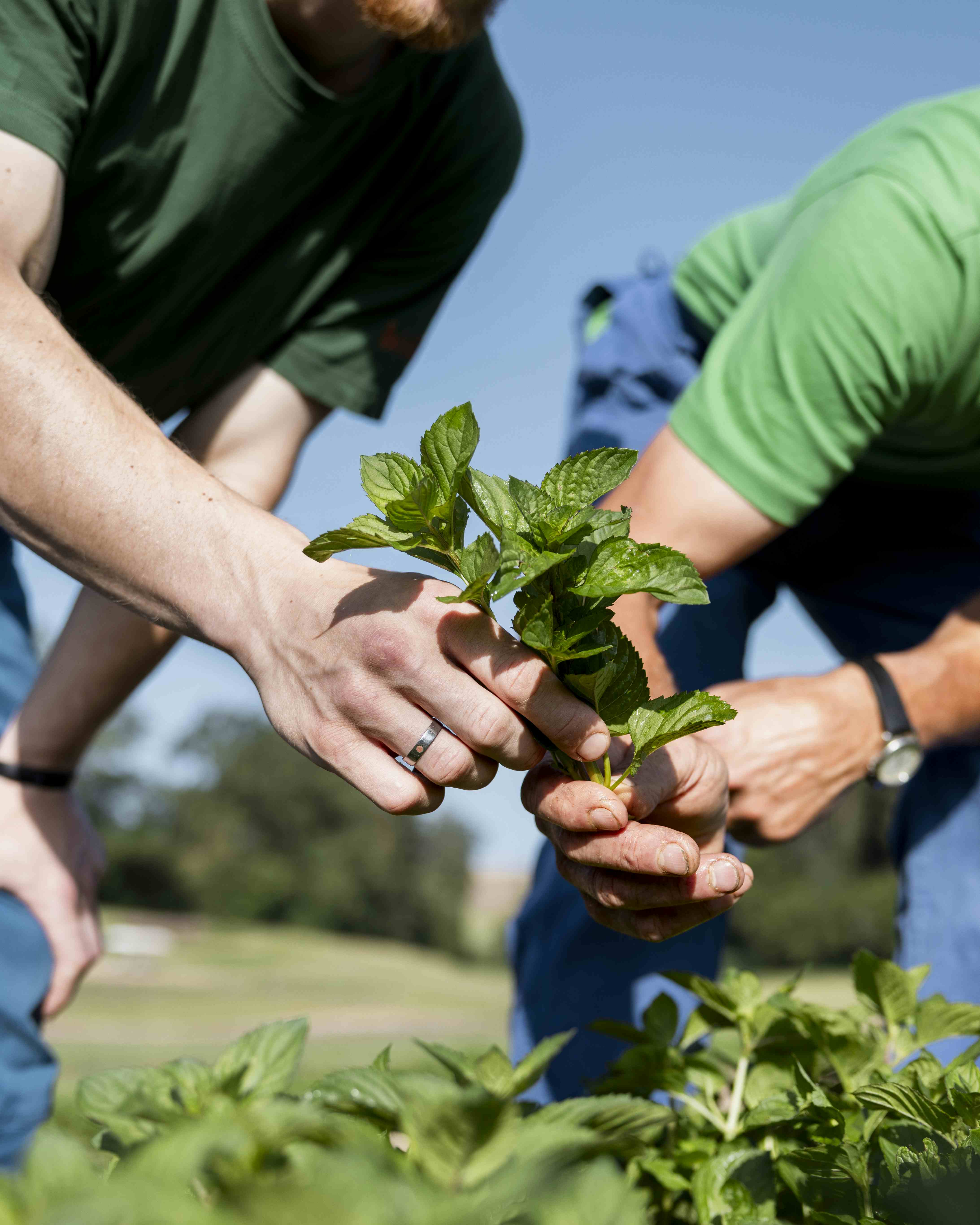 Zwei Hände greifen nach einer grünen Minzpflanze.