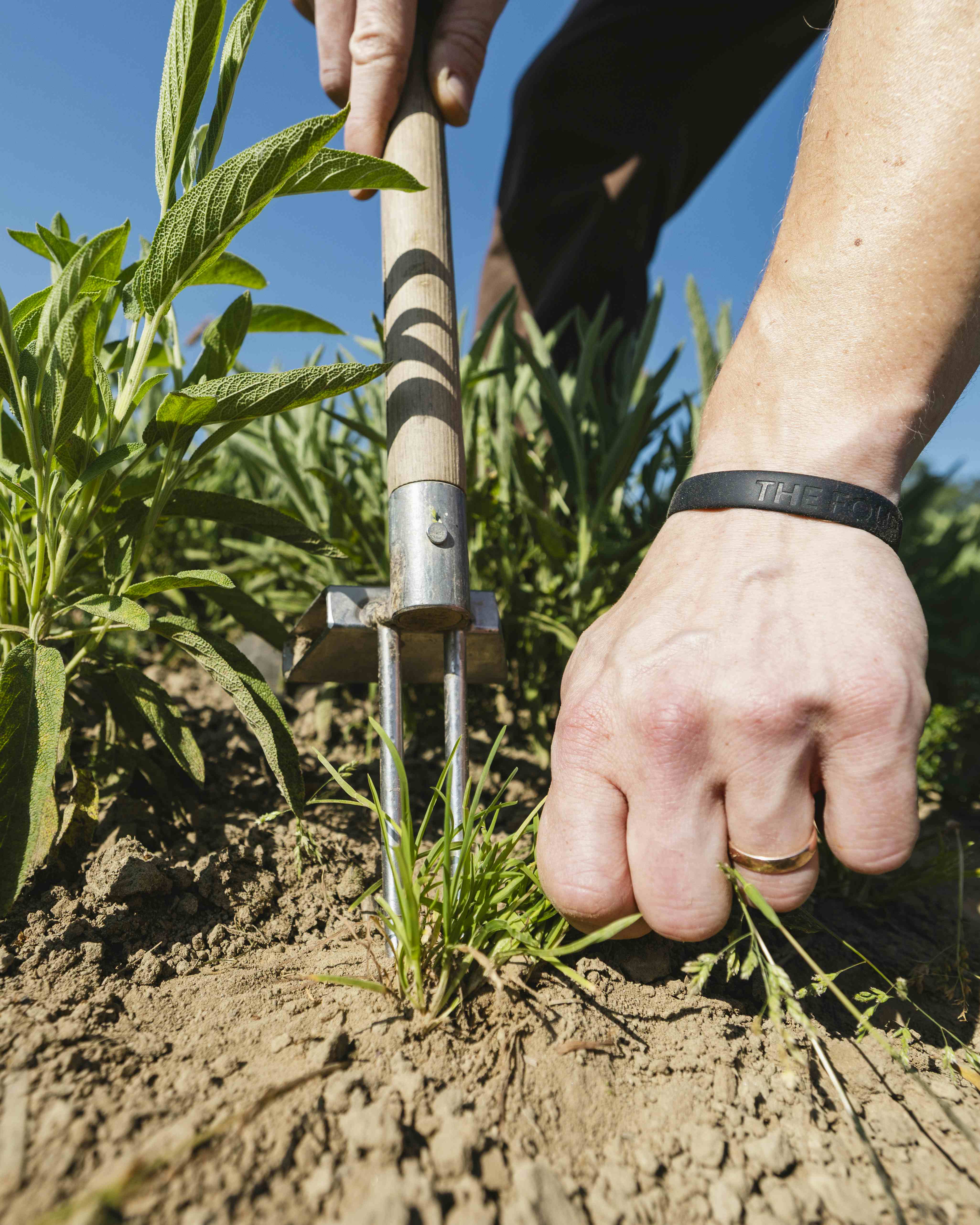 Eine Hand, die an einem sonnigen Tag mit einer Gartengabel grüne Pflanzen in reichhaltiger, brauner Erde pflegt.